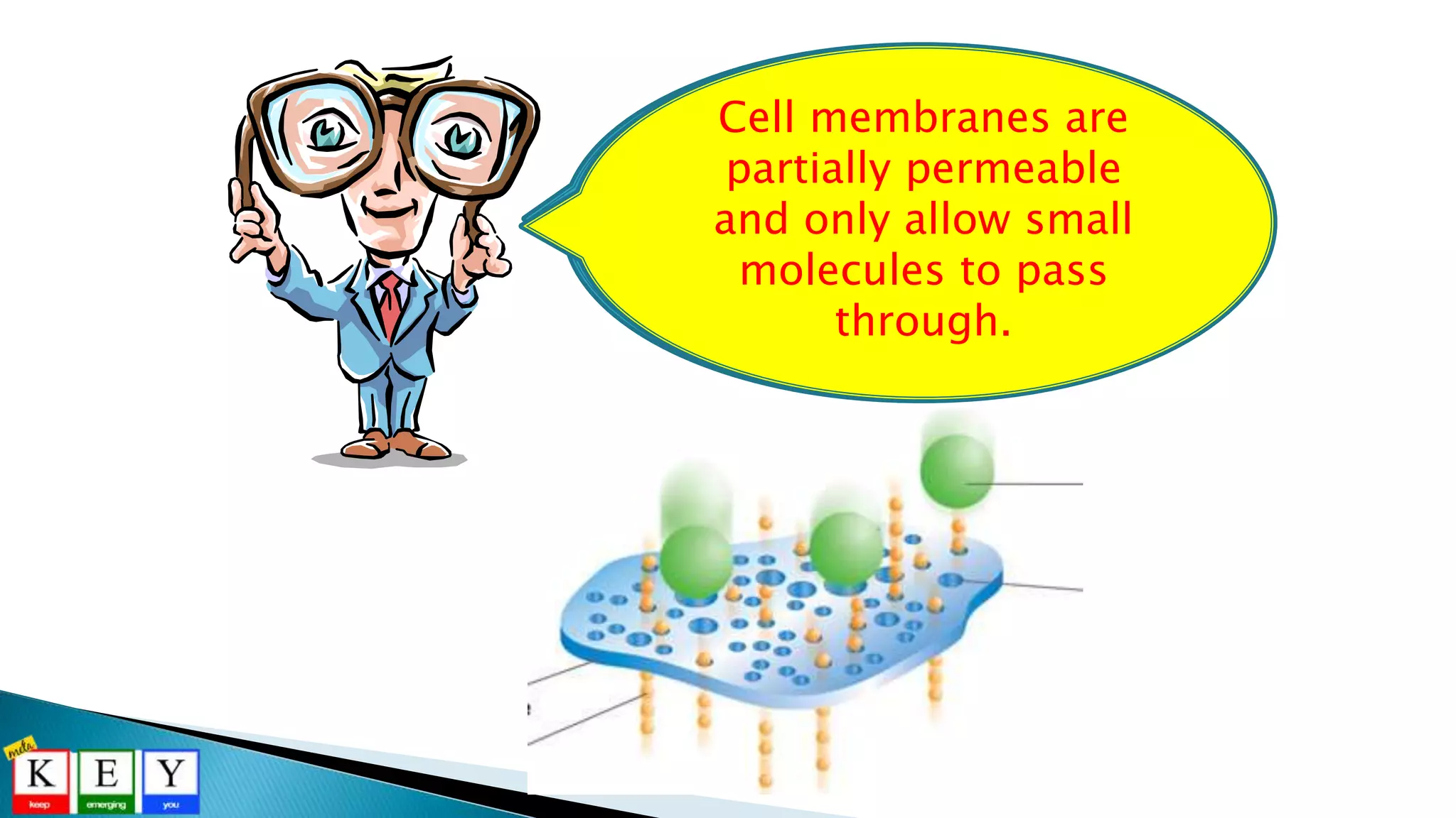 Why must food molecules be
broken down into smaller, simpler
forms before it can be absorbed by
the cells for other uses?
Cell membranes are
partially permeable
and only allow small
molecules to pass
through.
 