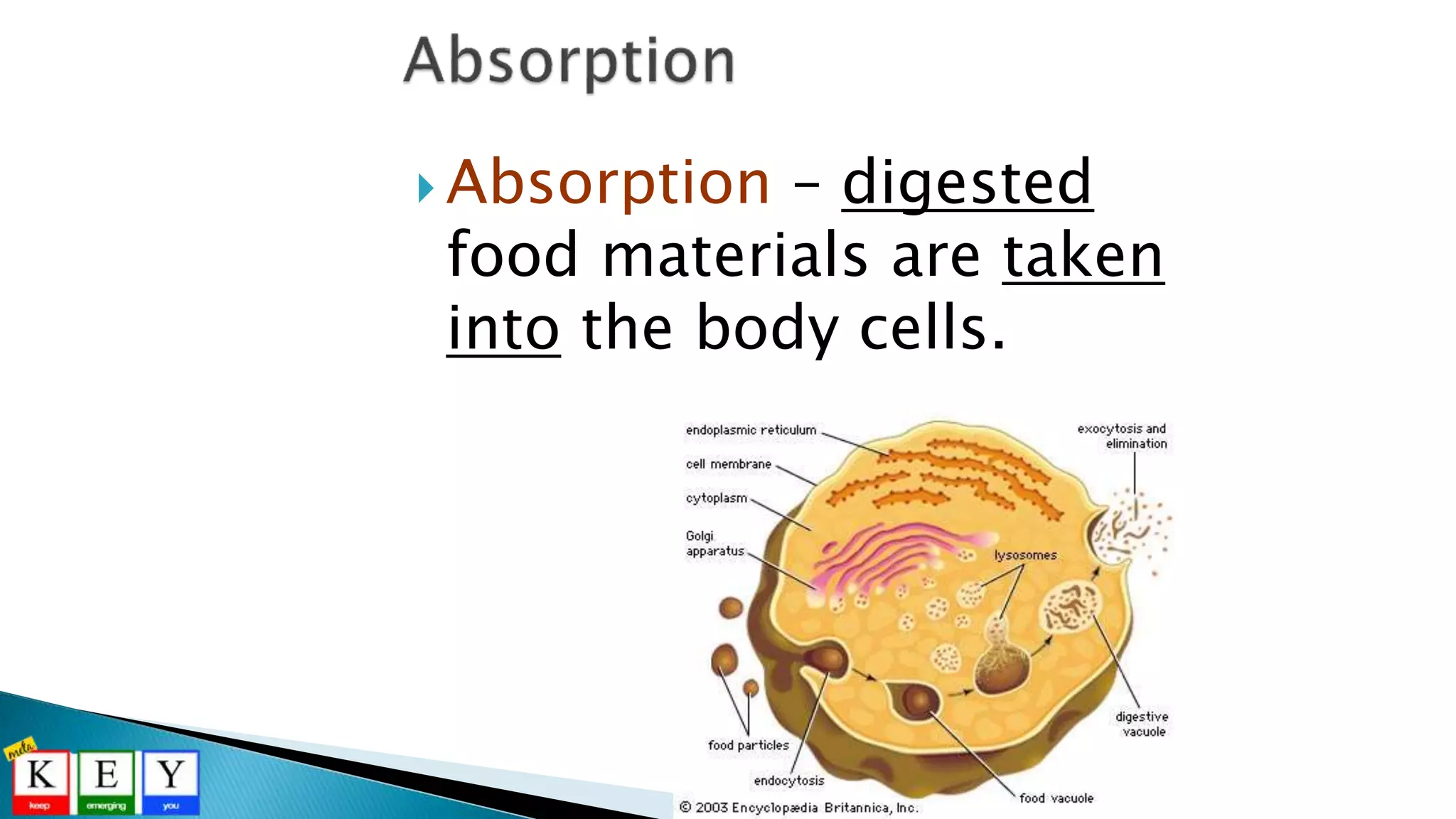  Absorption – digested
food materials are taken
into the body cells.
 