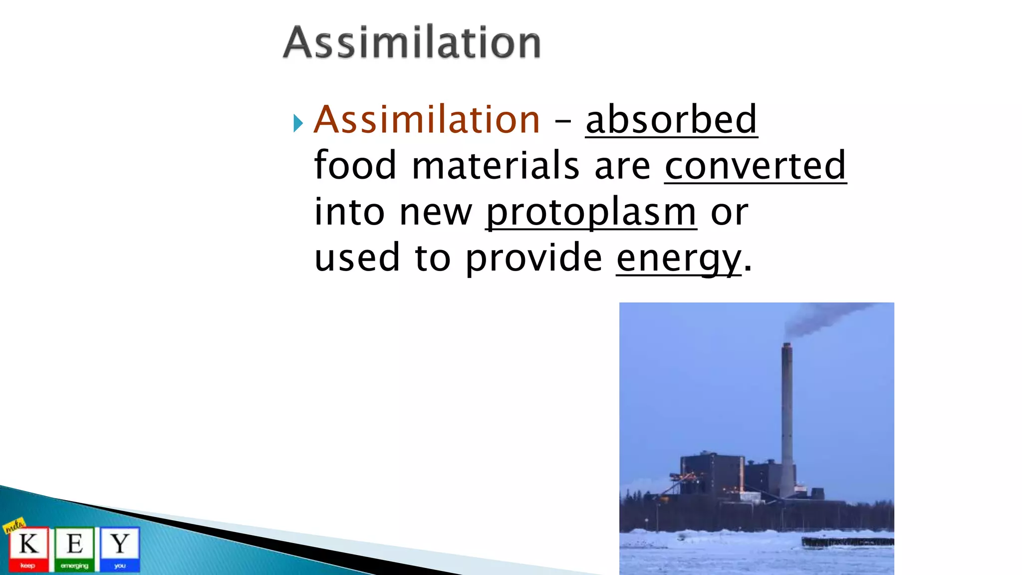  Assimilation – absorbed
food materials are converted
into new protoplasm or
used to provide energy.
 