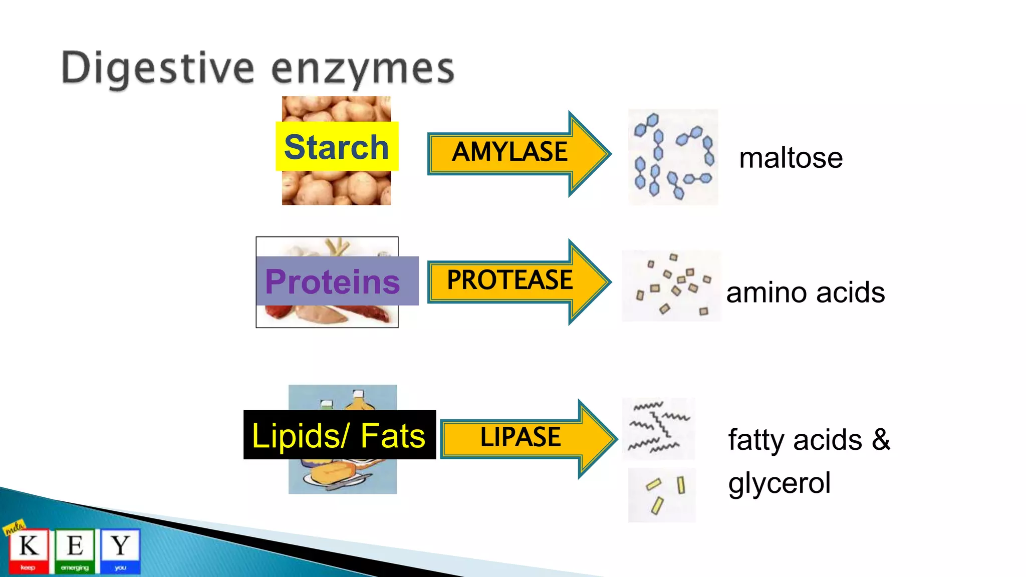Starch
Proteins PROTEASE
Lipids/ Fats
AMYLASE
LIPASE fatty acids &
glycerol
amino acids
maltose
 