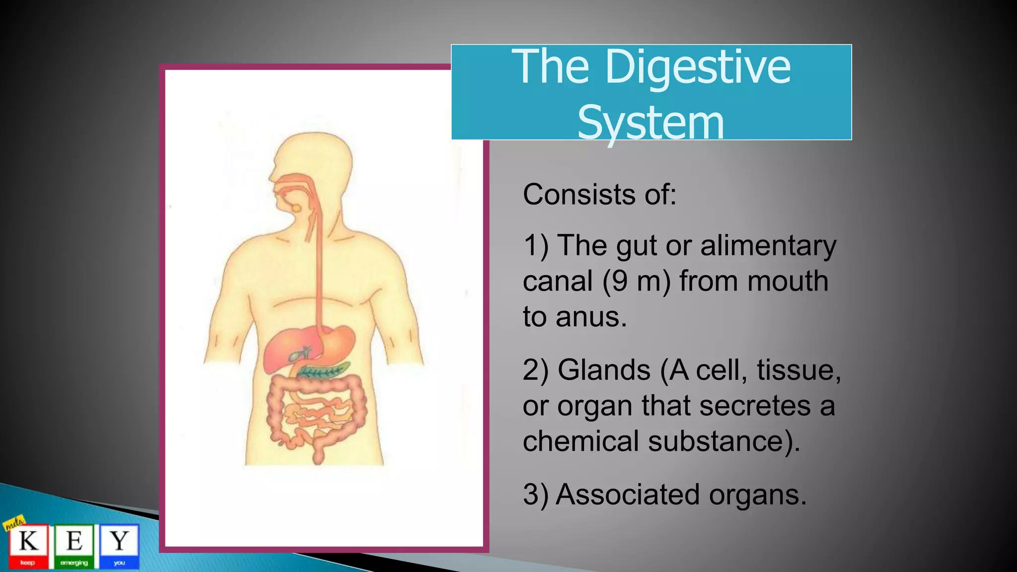 The Digestive
System
Consists of:
1) The gut or alimentary
canal (9 m) from mouth
to anus.
2) Glands (A cell, tissue,
or organ that secretes a
chemical substance).
3) Associated organs.
 