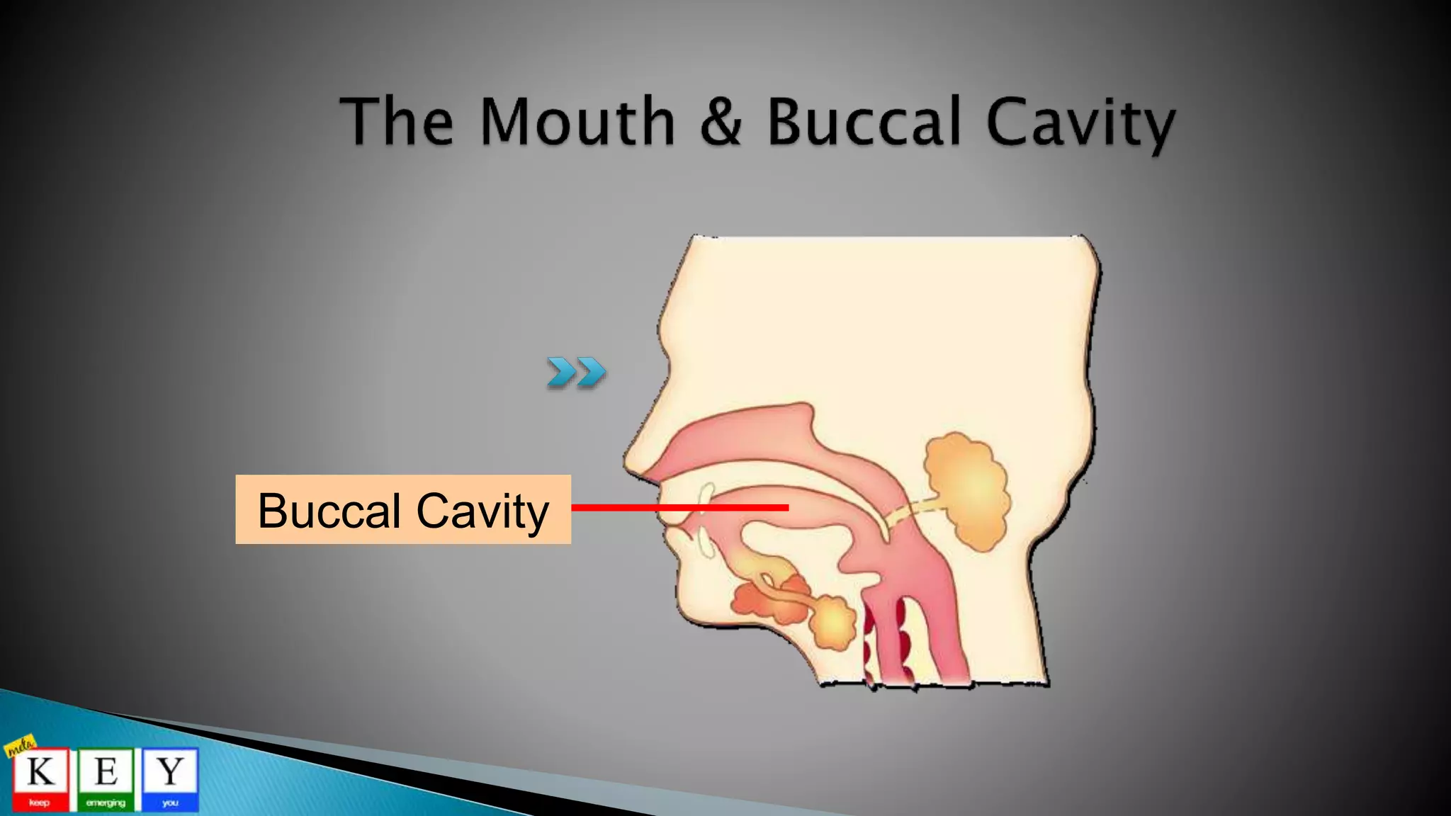 Buccal Cavity
 
