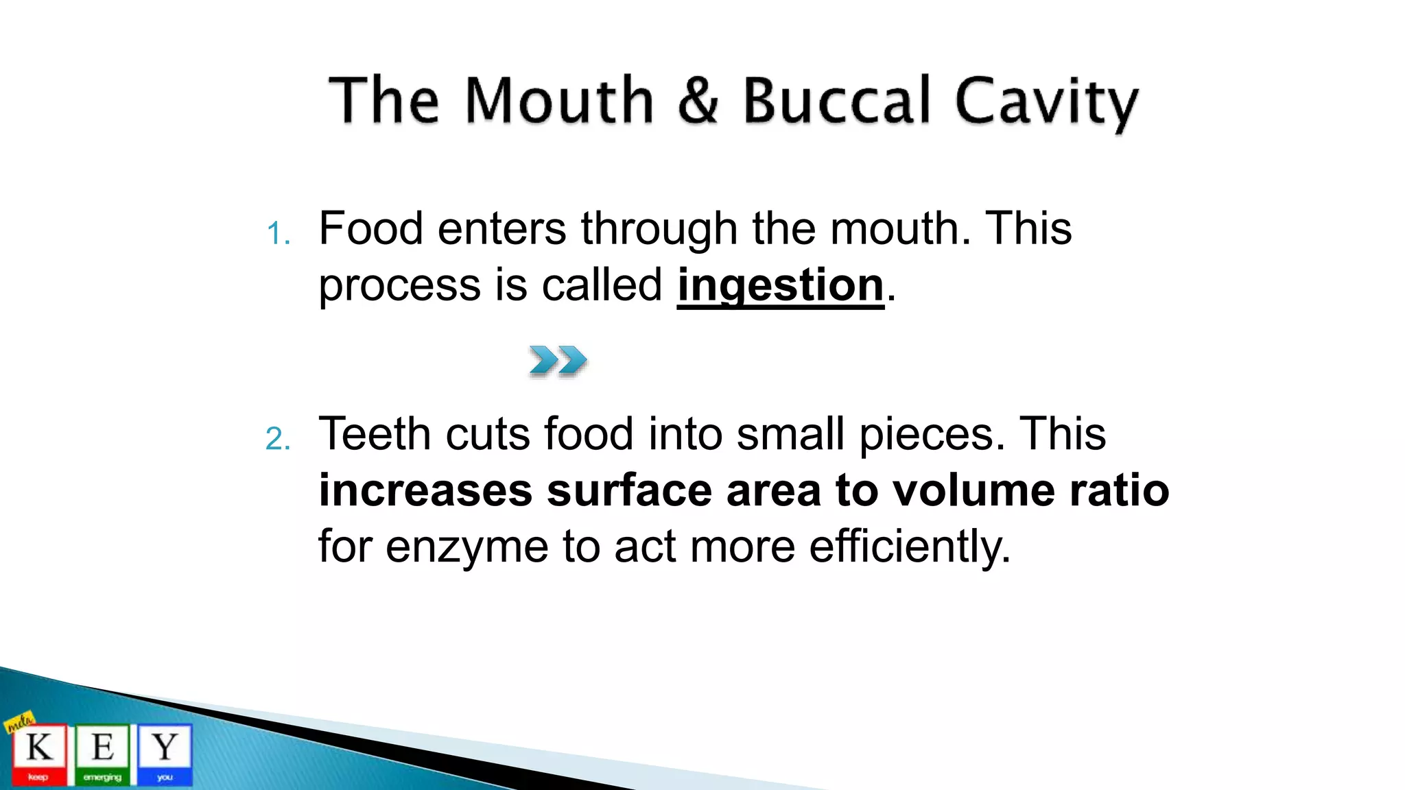 1. Food enters through the mouth. This
process is called ingestion.
2. Teeth cuts food into small pieces. This
increases surface area to volume ratio
for enzyme to act more efficiently.
 