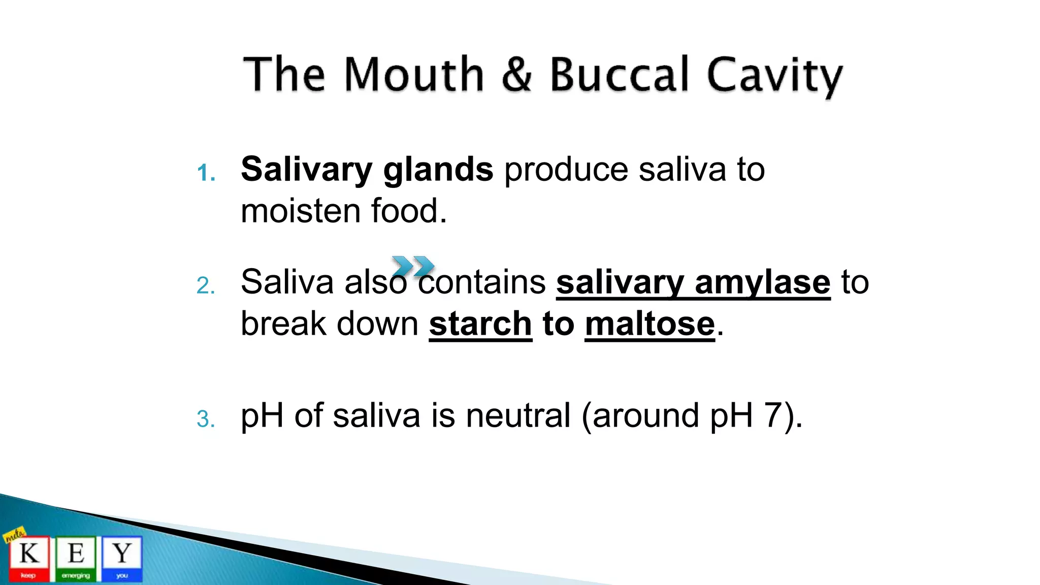 1. Salivary glands produce saliva to
moisten food.
2. Saliva also contains salivary amylase to
break down starch to maltose.
3. pH of saliva is neutral (around pH 7).
 