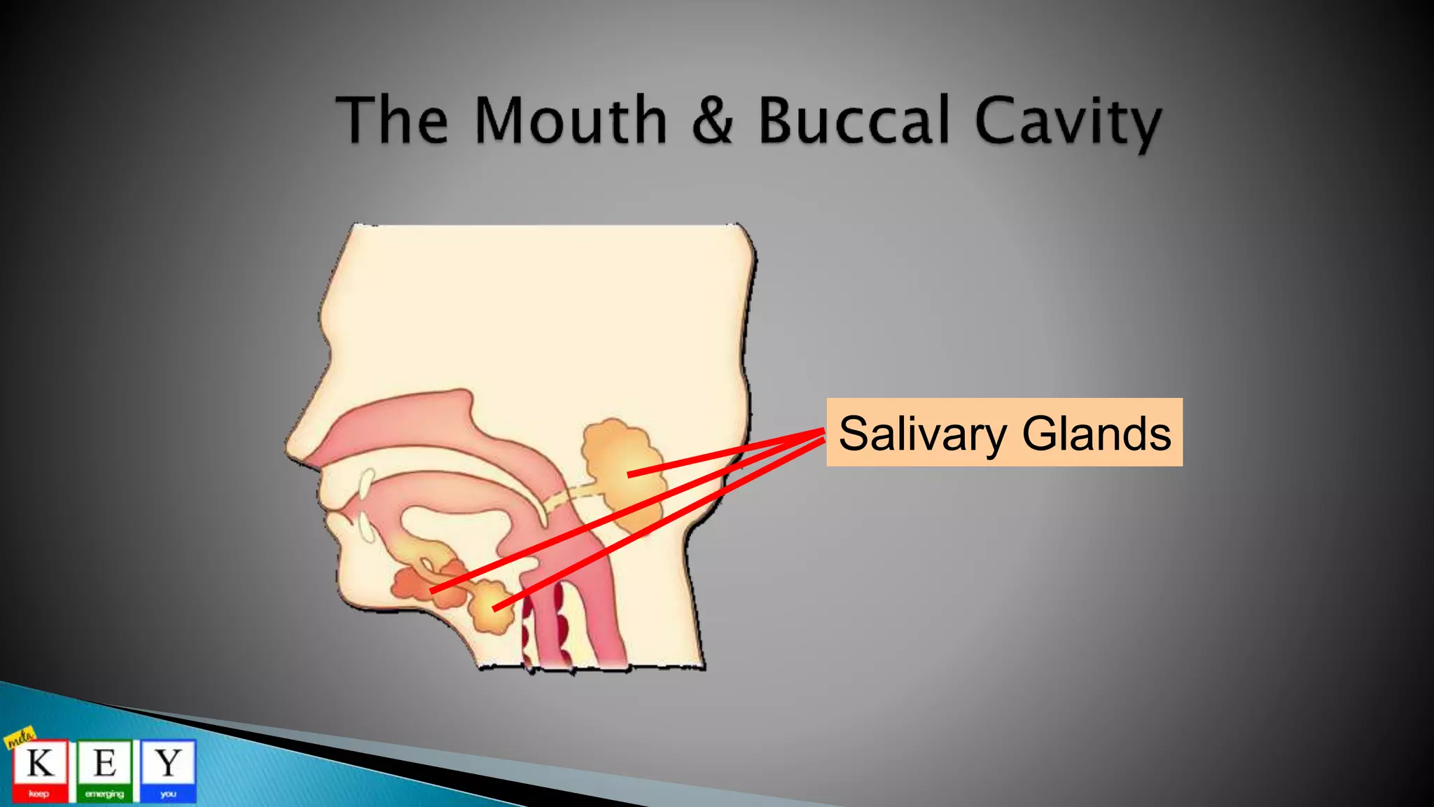 Salivary Glands
 