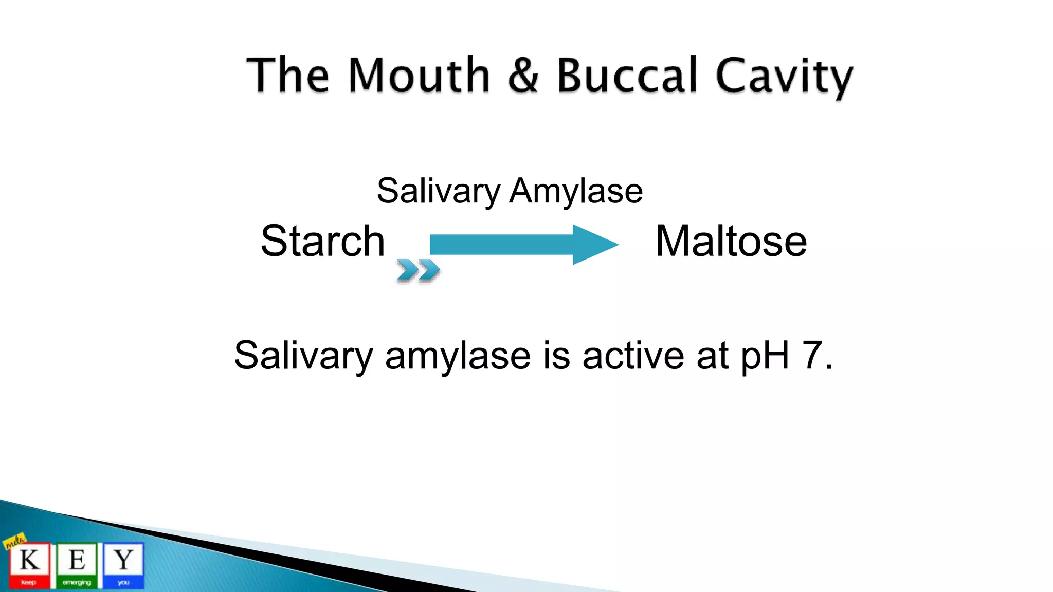 Starch Maltose
Salivary Amylase
Salivary amylase is active at pH 7.
 