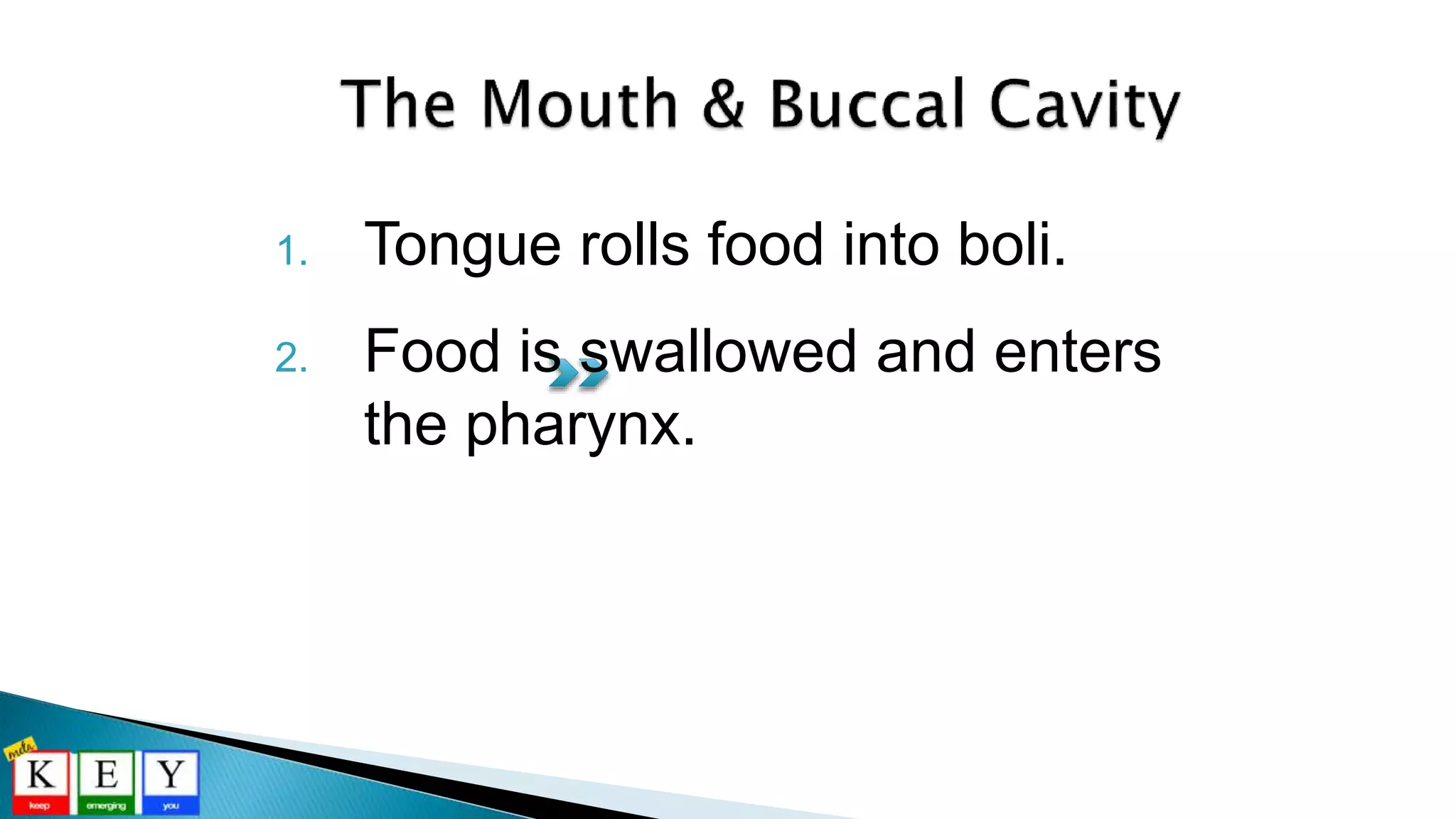 1. Tongue rolls food into boli.
2. Food is swallowed and enters
the pharynx.
 