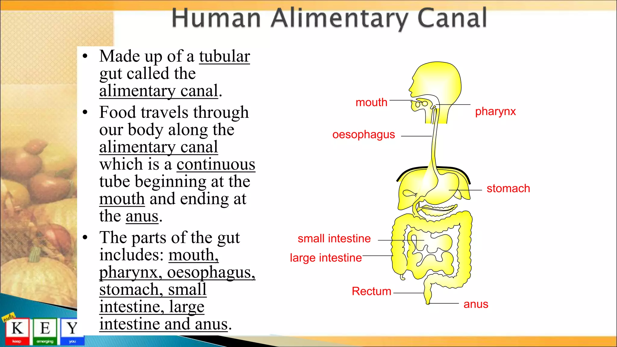 • Made up of a tubular
gut called the
alimentary canal.
• Food travels through
our body along the
alimentary canal
which is a continuous
tube beginning at the
mouth and ending at
the anus.
• The parts of the gut
includes: mouth,
pharynx, oesophagus,
stomach, small
intestine, large
intestine and anus.
mouth
stomach
oesophagus
small intestine
pharynx
large intestine
anus
Rectum
 