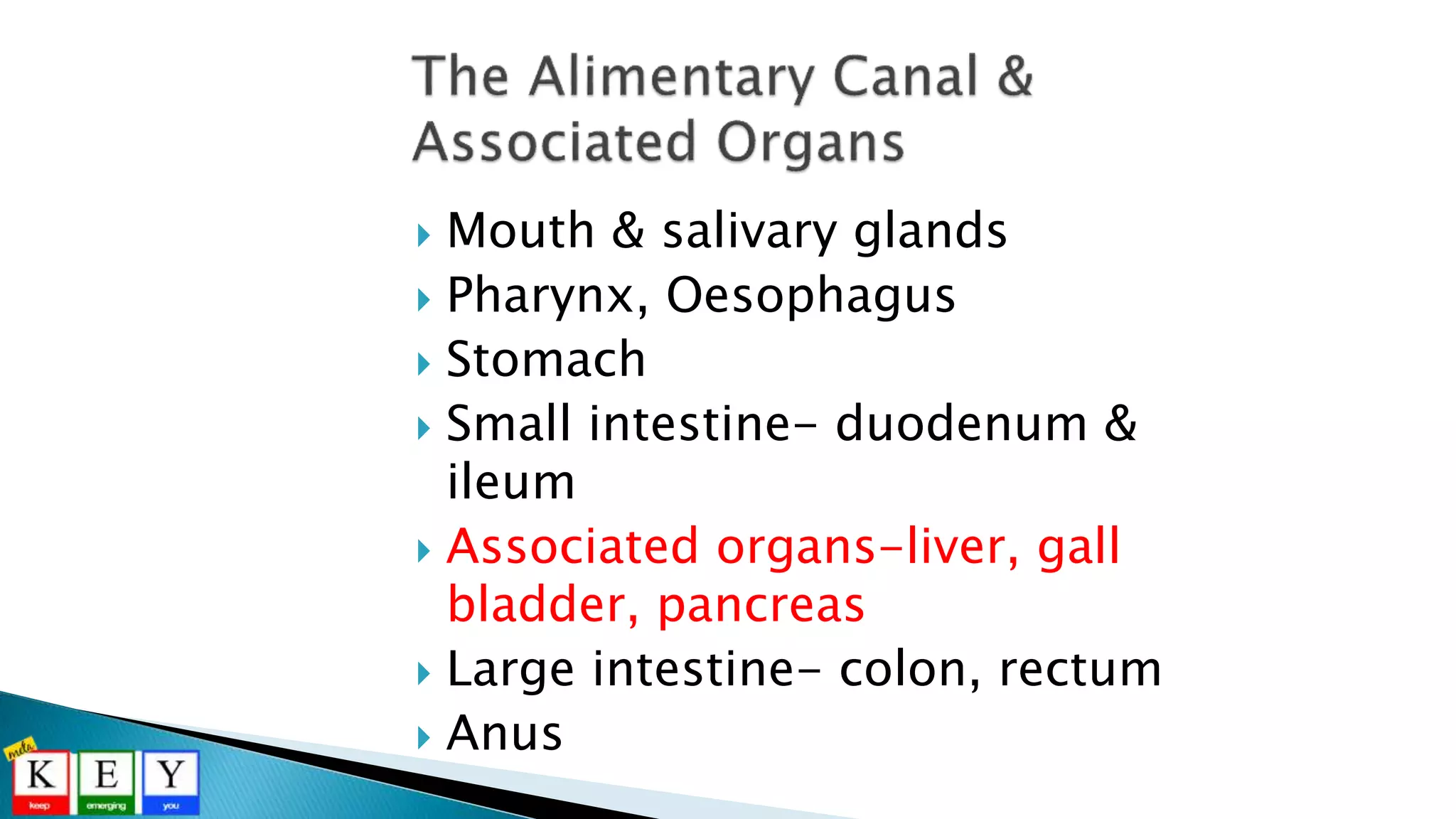  Mouth & salivary glands
 Pharynx, Oesophagus
 Stomach
 Small intestine- duodenum &
ileum
 Associated organs-liver, gall
bladder, pancreas
 Large intestine- colon, rectum
 Anus
 
