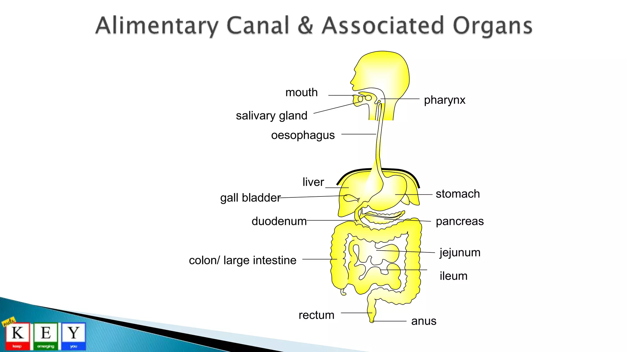 mouth
stomach
oesophagus
duodenum
pharynx
colon/ large intestine
anus
liver
gall bladder
pancreas
ileum
rectum
jejunum
salivary gland
 