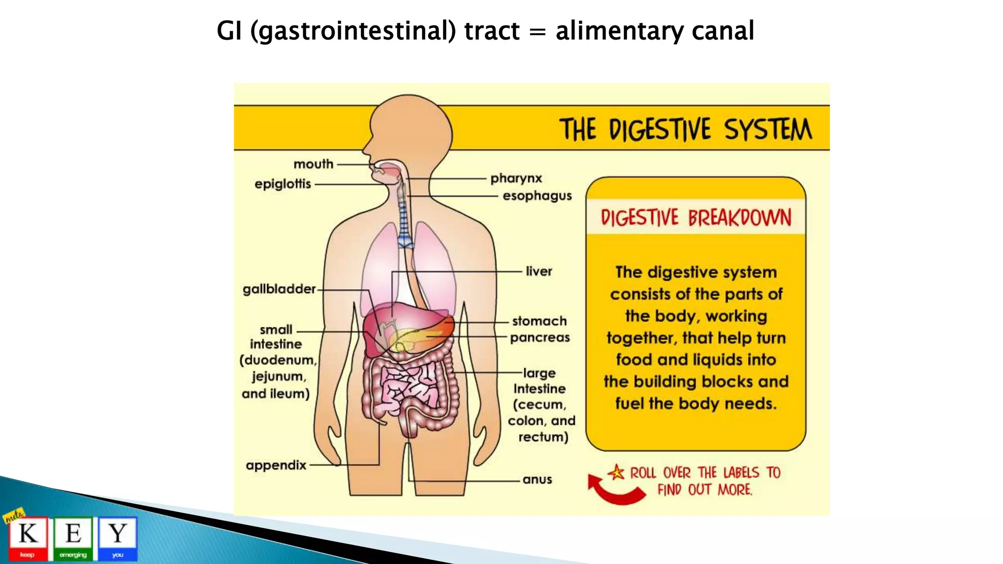 GI (gastrointestinal) tract = alimentary canal
 