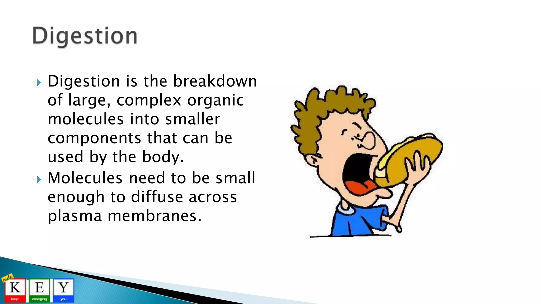  Digestion is the breakdown
of large, complex organic
molecules into smaller
components that can be
used by the body.
 Molecules need to be small
enough to diffuse across
plasma membranes.
 