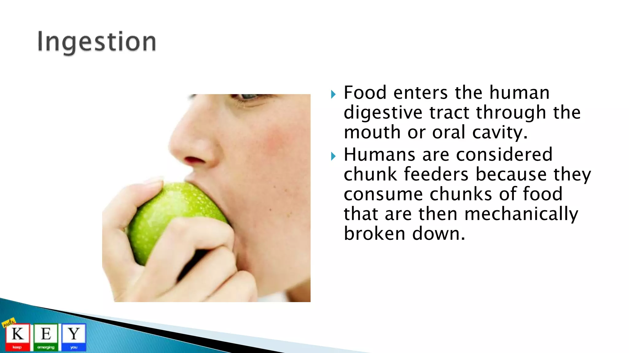  Food enters the human
digestive tract through the
mouth or oral cavity.
 Humans are considered
chunk feeders because they
consume chunks of food
that are then mechanically
broken down.
 