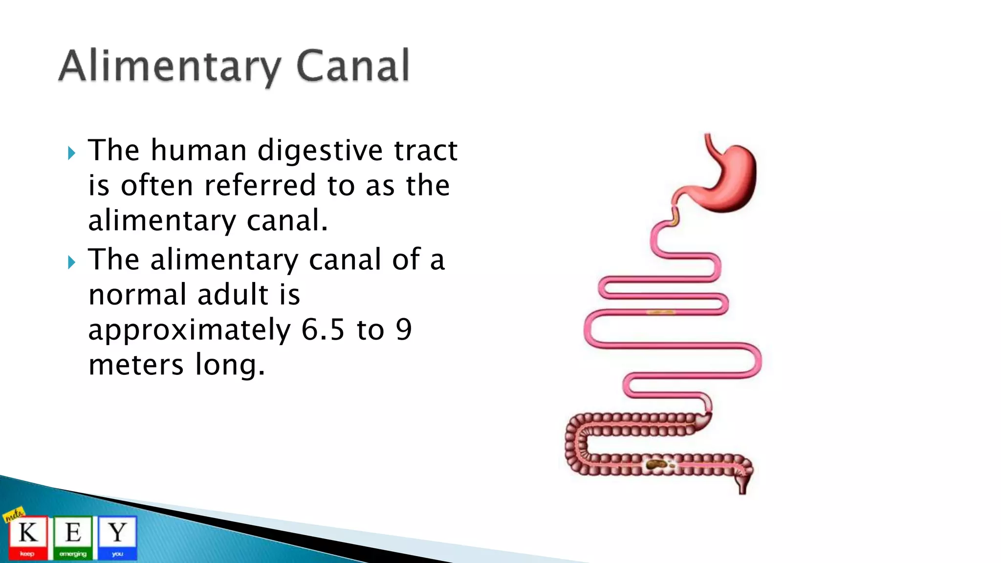  The human digestive tract
is often referred to as the
alimentary canal.
 The alimentary canal of a
normal adult is
approximately 6.5 to 9
meters long.
 