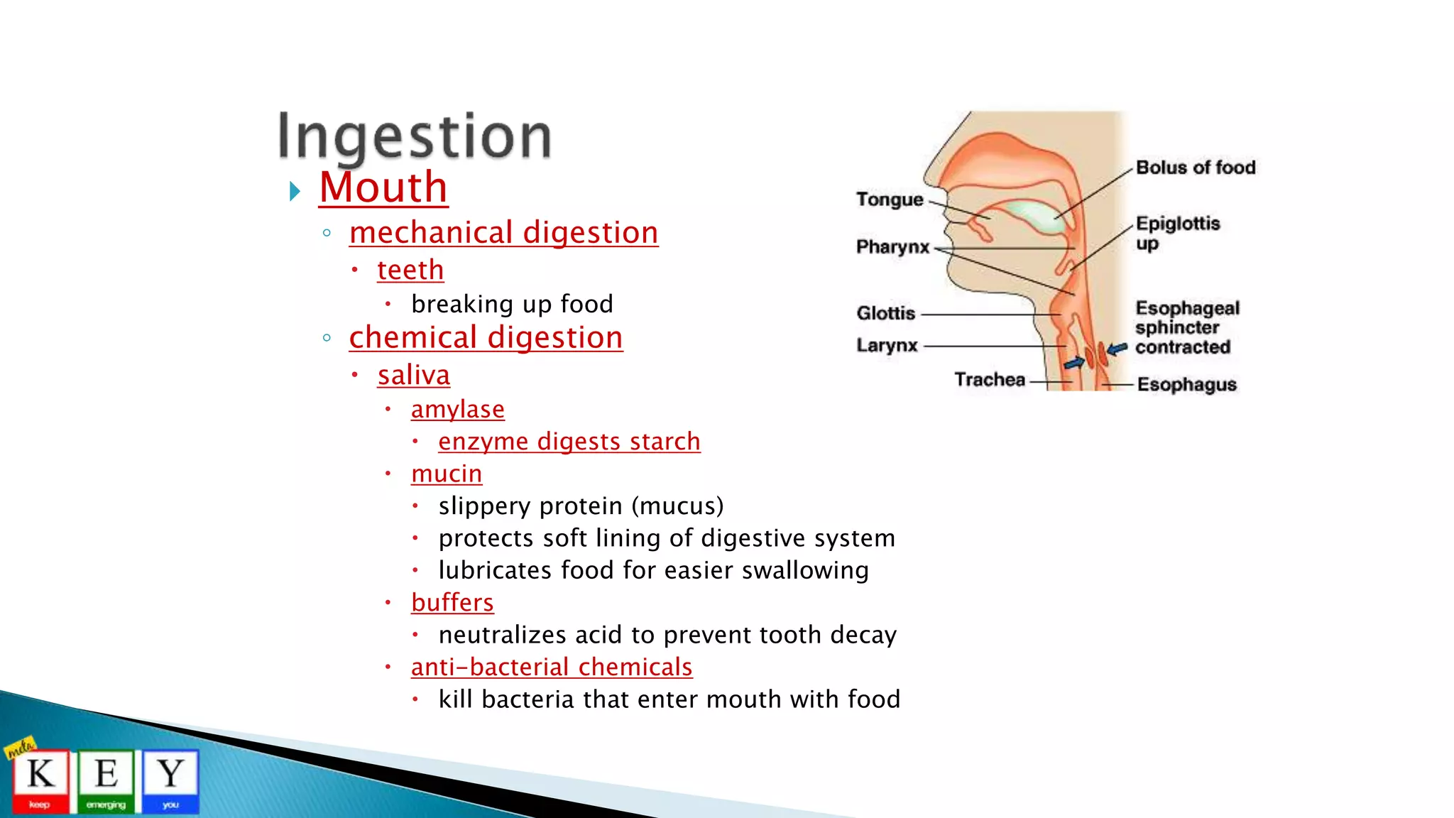  Mouth
◦ mechanical digestion
 teeth
 breaking up food
◦ chemical digestion
 saliva
 amylase
 enzyme digests starch
 mucin
 slippery protein (mucus)
 protects soft lining of digestive system
 lubricates food for easier swallowing
 buffers
 neutralizes acid to prevent tooth decay
 anti-bacterial chemicals
 kill bacteria that enter mouth with food
 
