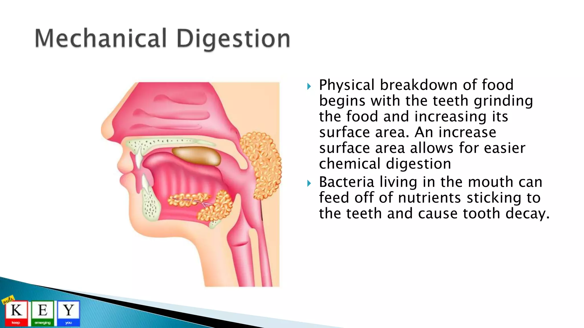  Physical breakdown of food
begins with the teeth grinding
the food and increasing its
surface area. An increase
surface area allows for easier
chemical digestion
 Bacteria living in the mouth can
feed off of nutrients sticking to
the teeth and cause tooth decay.
 