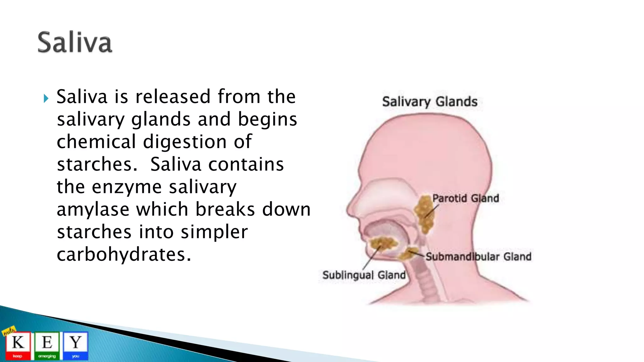 Saliva is released from the
salivary glands and begins
chemical digestion of
starches. Saliva contains
the enzyme salivary
amylase which breaks down
starches into simpler
carbohydrates.
 