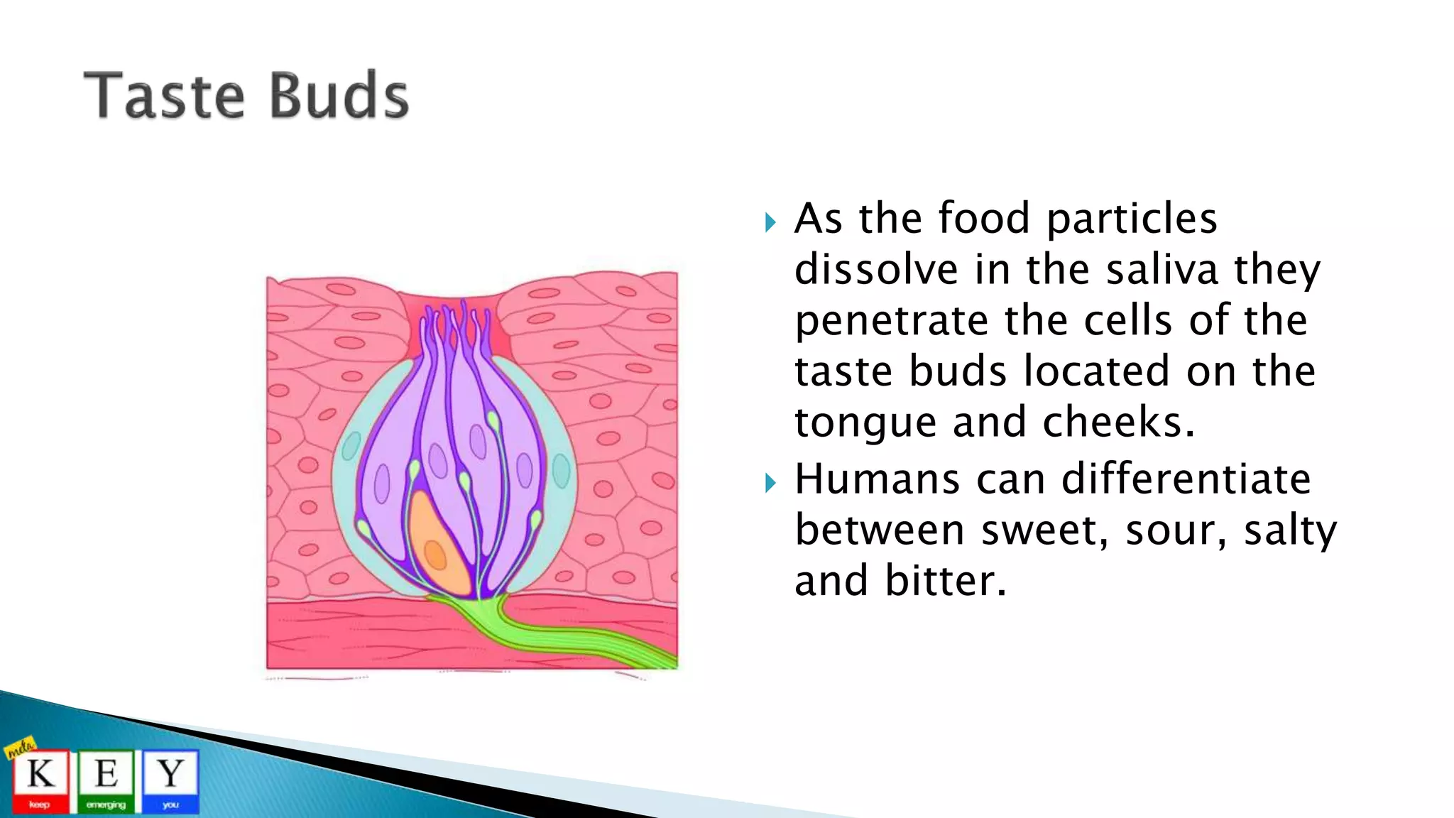  As the food particles
dissolve in the saliva they
penetrate the cells of the
taste buds located on the
tongue and cheeks.
 Humans can differentiate
between sweet, sour, salty
and bitter.
 