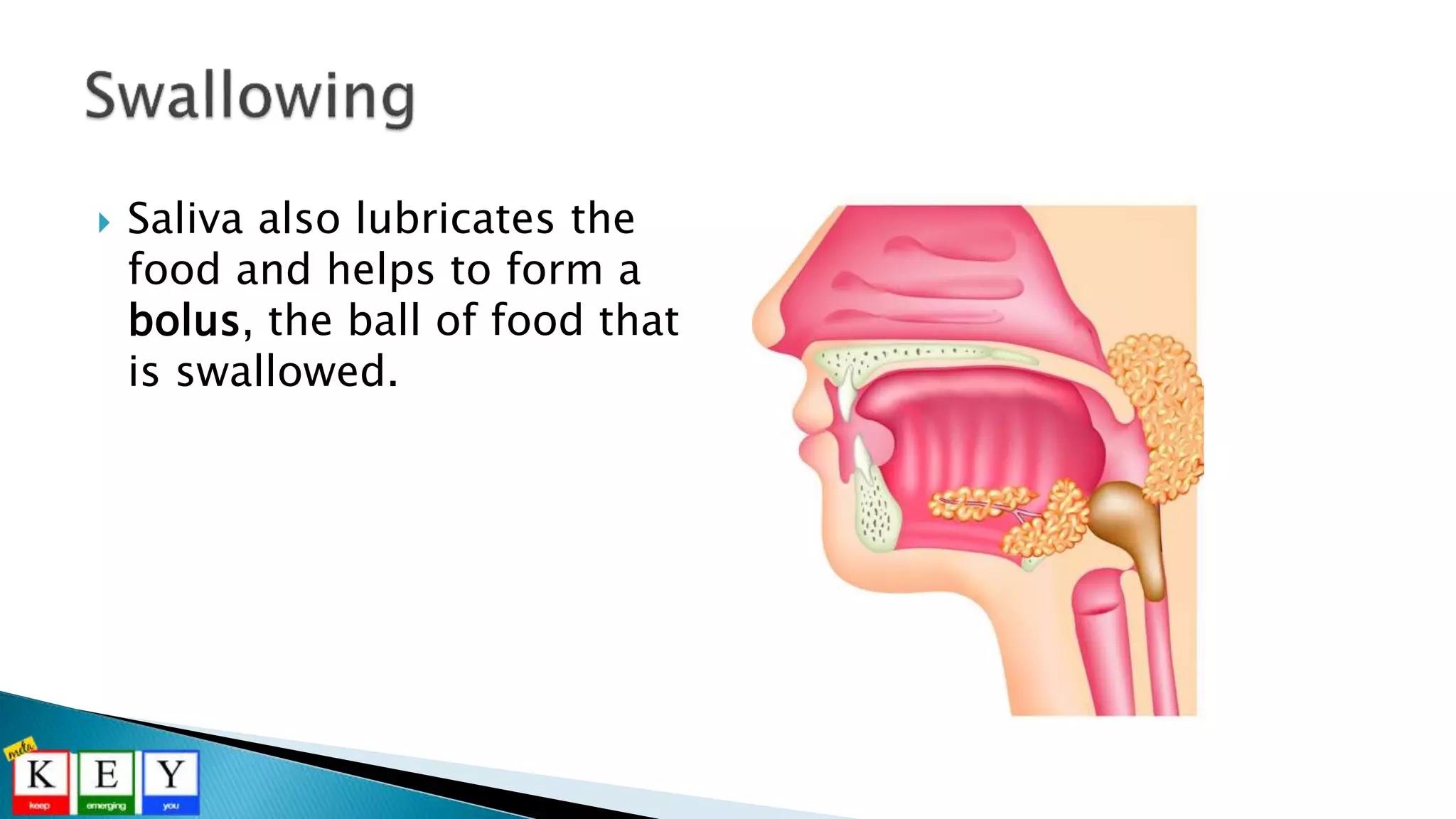  Saliva also lubricates the
food and helps to form a
bolus, the ball of food that
is swallowed.
 