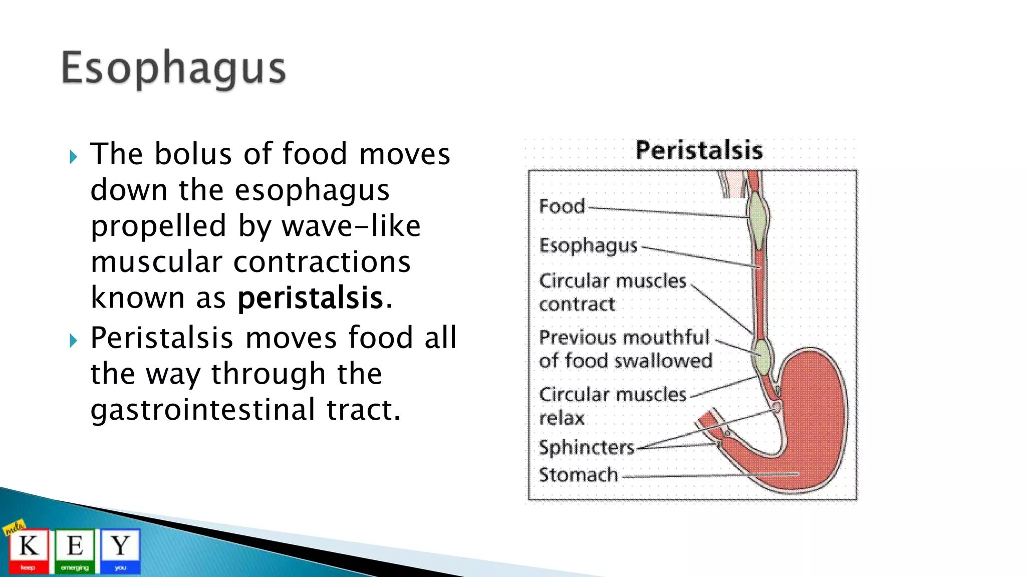  The bolus of food moves
down the esophagus
propelled by wave-like
muscular contractions
known as peristalsis.
 Peristalsis moves food all
the way through the
gastrointestinal tract.
 