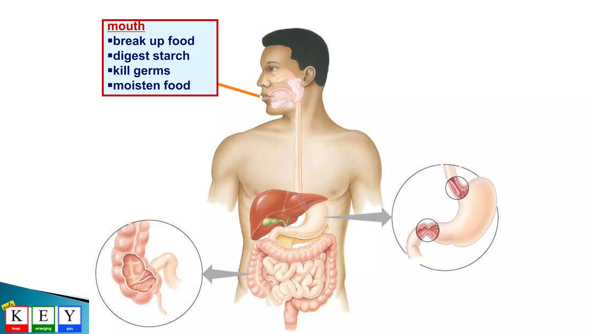 mouth
break up food
digest starch
kill germs
moisten food
 