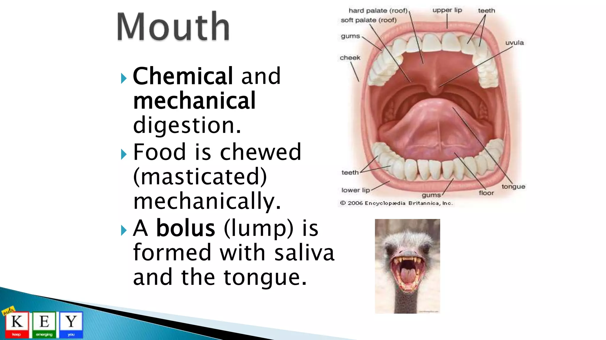  Chemical and
mechanical
digestion.
 Food is chewed
(masticated)
mechanically.
 A bolus (lump) is
formed with saliva
and the tongue.
 