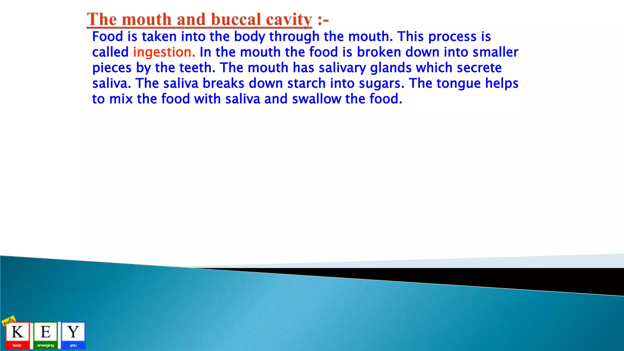 Food is taken into the body through the mouth. This process is
called ingestion. In the mouth the food is broken down into smaller
pieces by the teeth. The mouth has salivary glands which secrete
saliva. The saliva breaks down starch into sugars. The tongue helps
to mix the food with saliva and swallow the food.
 