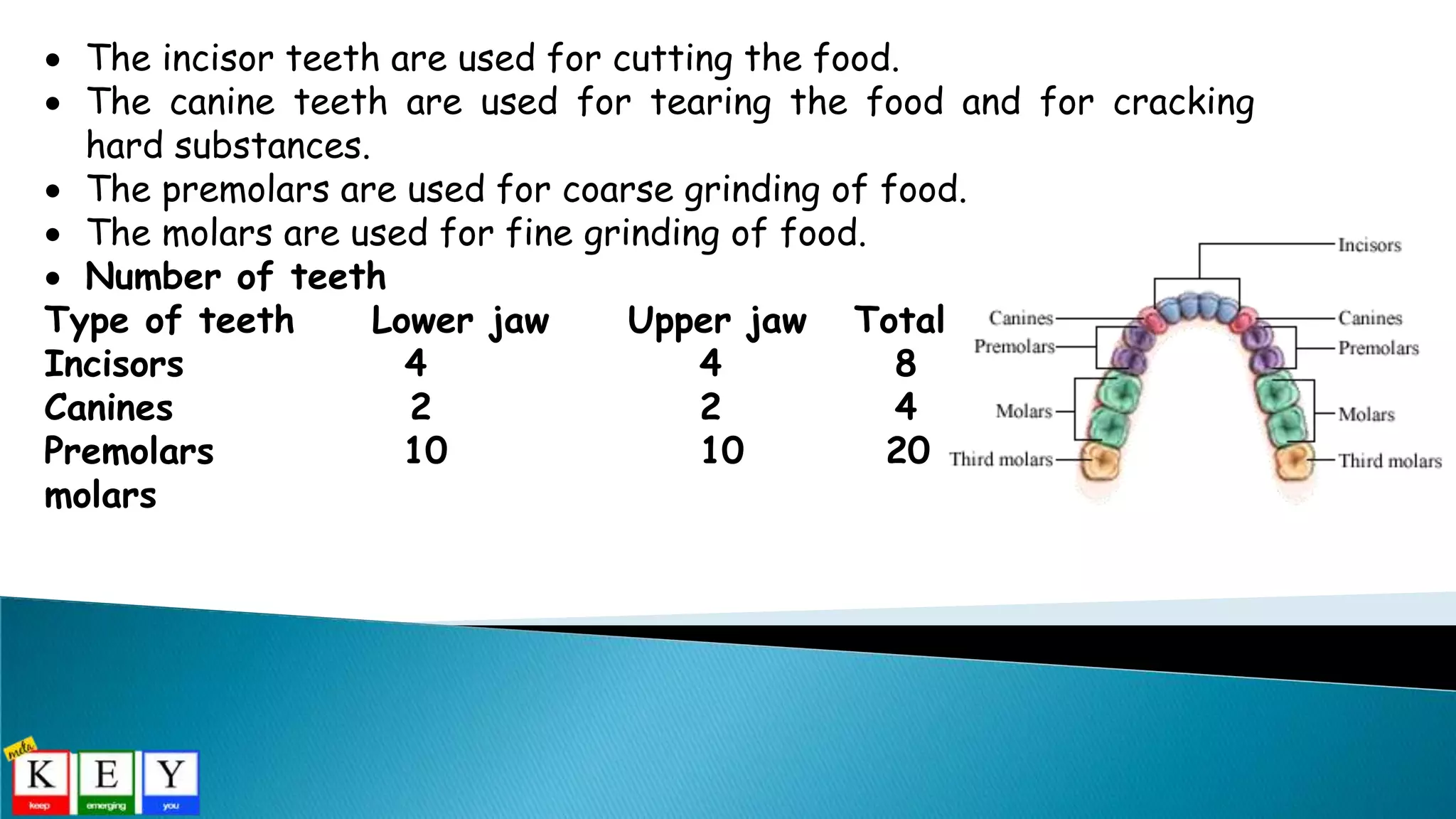  The incisor teeth are used for cutting the food.
 The canine teeth are used for tearing the food and for cracking
hard substances.
 The premolars are used for coarse grinding of food.
 The molars are used for fine grinding of food.
 Number of teeth
Type of teeth Lower jaw Upper jaw Total
Incisors 4 4 8
Canines 2 2 4
Premolars 10 10 20
molars
 