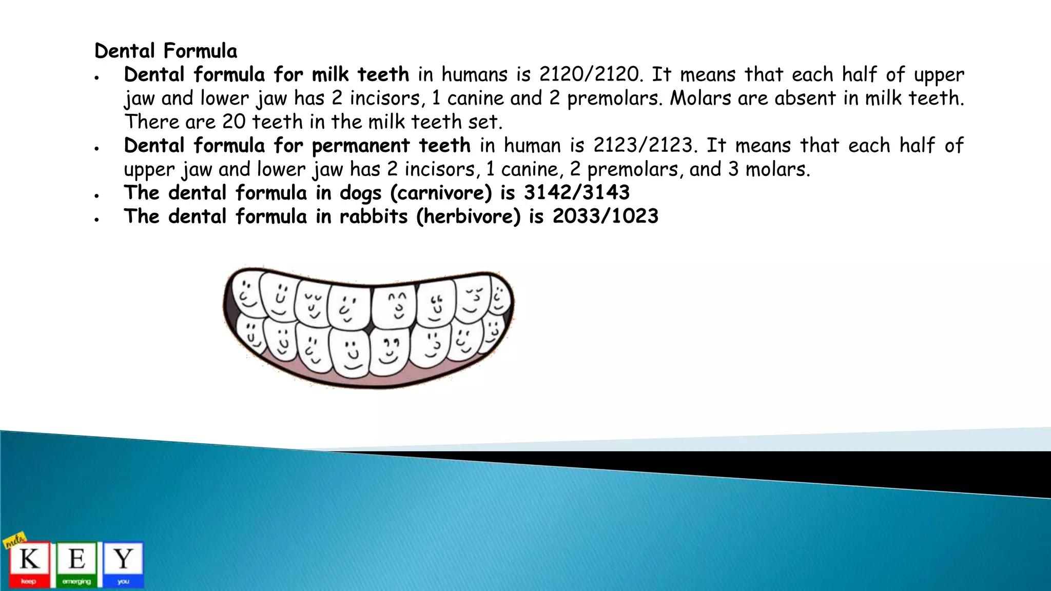 Dental Formula
 Dental formula for milk teeth in humans is 2120/2120. It means that each half of upper
jaw and lower jaw has 2 incisors, 1 canine and 2 premolars. Molars are absent in milk teeth.
There are 20 teeth in the milk teeth set.
 Dental formula for permanent teeth in human is 2123/2123. It means that each half of
upper jaw and lower jaw has 2 incisors, 1 canine, 2 premolars, and 3 molars.
 The dental formula in dogs (carnivore) is 3142/3143
 The dental formula in rabbits (herbivore) is 2033/1023
 