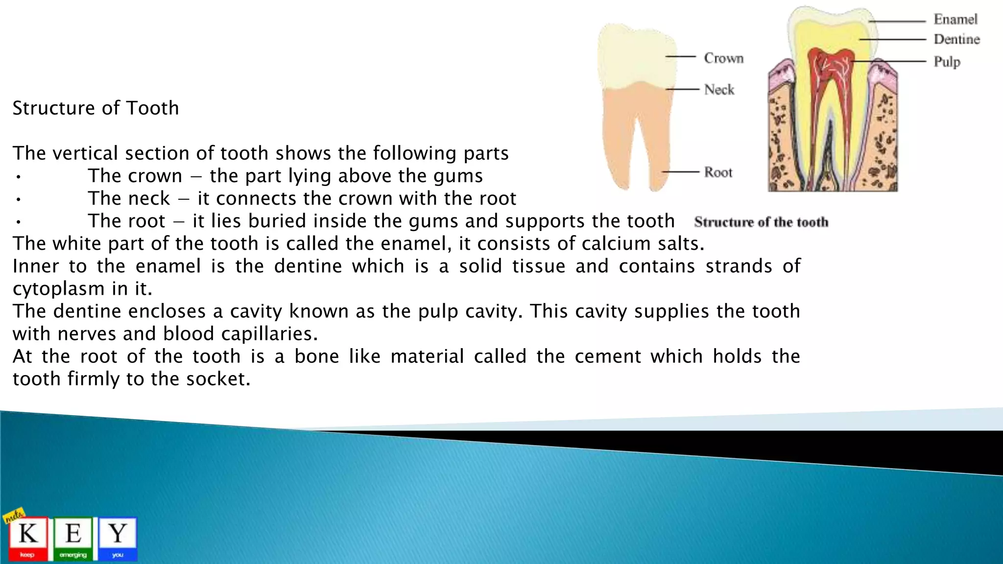 Structure of Tooth
The vertical section of tooth shows the following parts
• The crown − the part lying above the gums
• The neck − it connects the crown with the root
• The root − it lies buried inside the gums and supports the tooth
The white part of the tooth is called the enamel, it consists of calcium salts.
Inner to the enamel is the dentine which is a solid tissue and contains strands of
cytoplasm in it.
The dentine encloses a cavity known as the pulp cavity. This cavity supplies the tooth
with nerves and blood capillaries.
At the root of the tooth is a bone like material called the cement which holds the
tooth firmly to the socket.
 