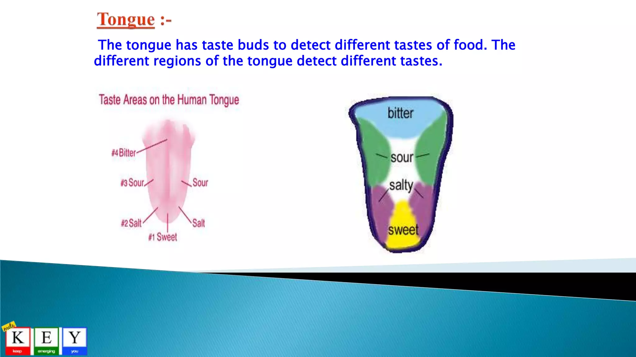 The tongue has taste buds to detect different tastes of food. The
different regions of the tongue detect different tastes.
 