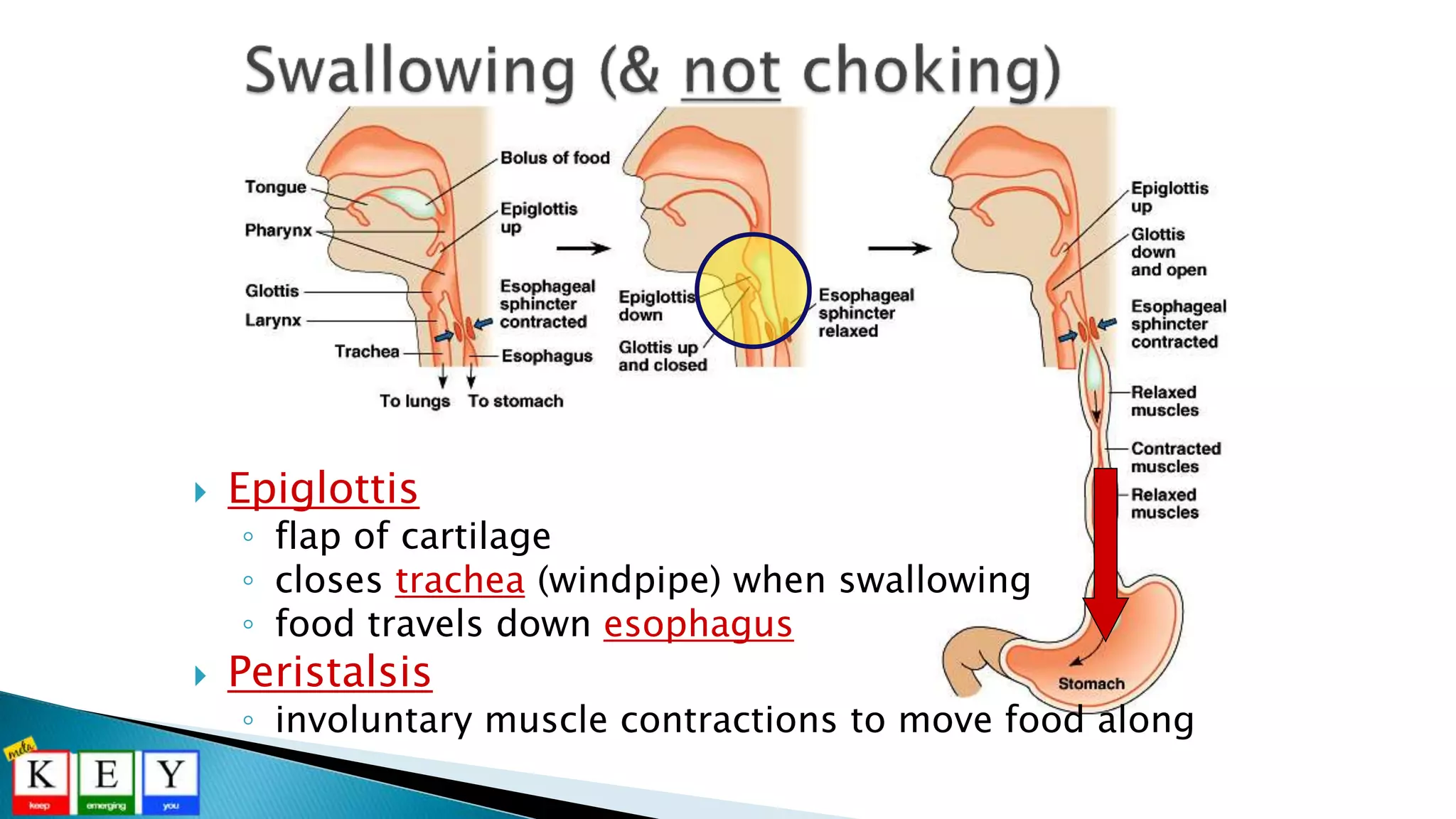  Epiglottis
◦ flap of cartilage
◦ closes trachea (windpipe) when swallowing
◦ food travels down esophagus
 Peristalsis
◦ involuntary muscle contractions to move food along
 