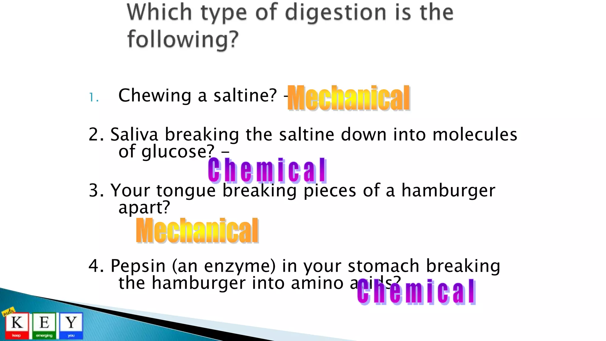 1. Chewing a saltine? -
2. Saliva breaking the saltine down into molecules
of glucose? -
3. Your tongue breaking pieces of a hamburger
apart?
4. Pepsin (an enzyme) in your stomach breaking
the hamburger into amino acids?
 