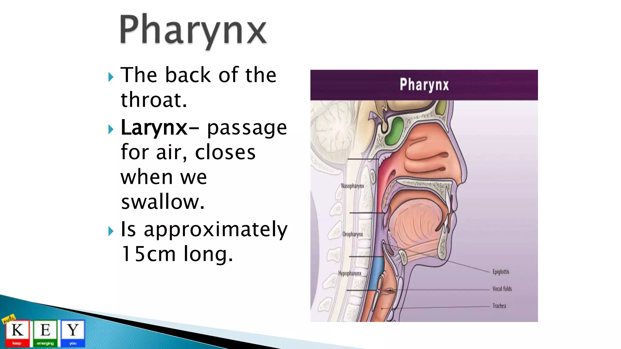  The back of the
throat.
 Larynx- passage
for air, closes
when we
swallow.
 Is approximately
15cm long.
 