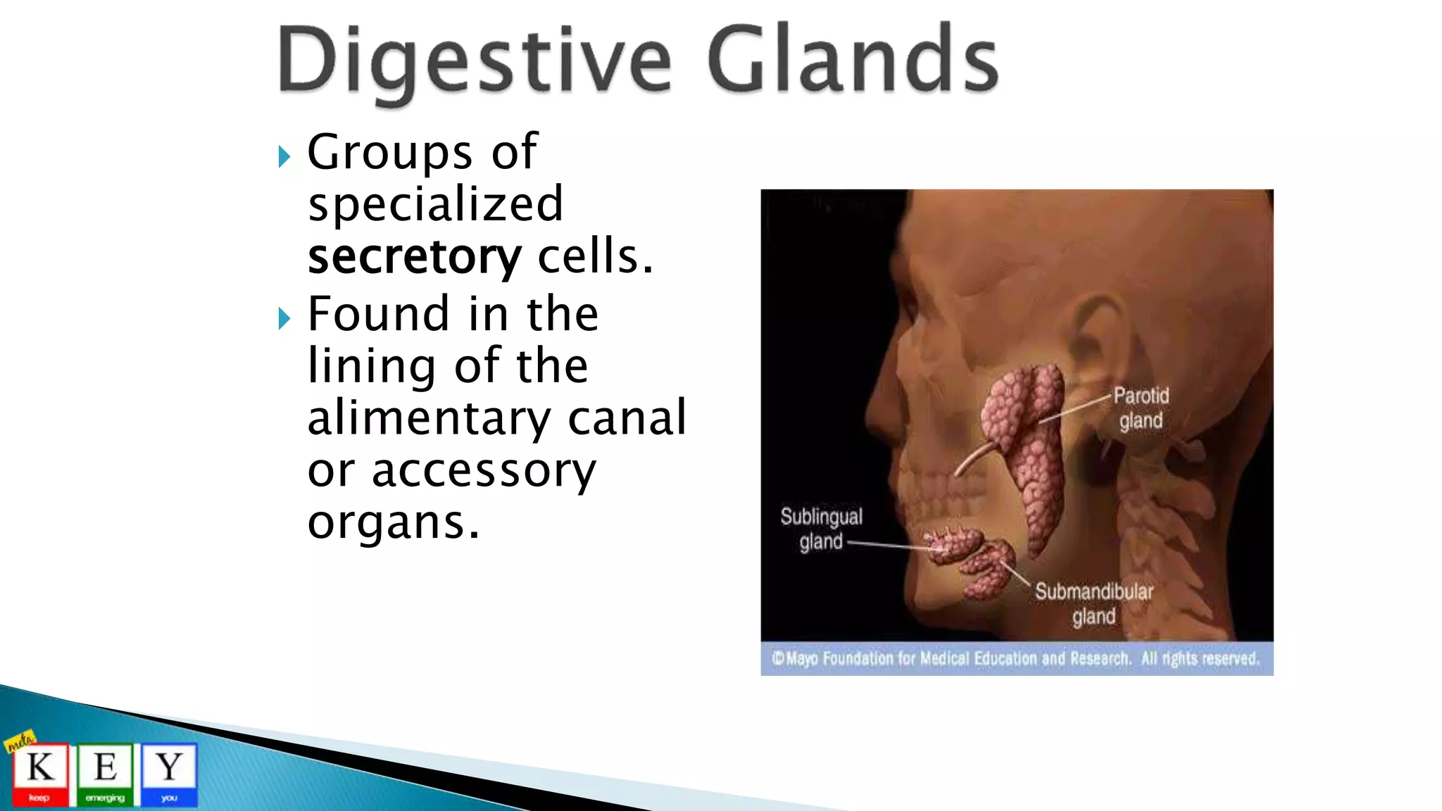  Groups of
specialized
secretory cells.
 Found in the
lining of the
alimentary canal
or accessory
organs.
 
