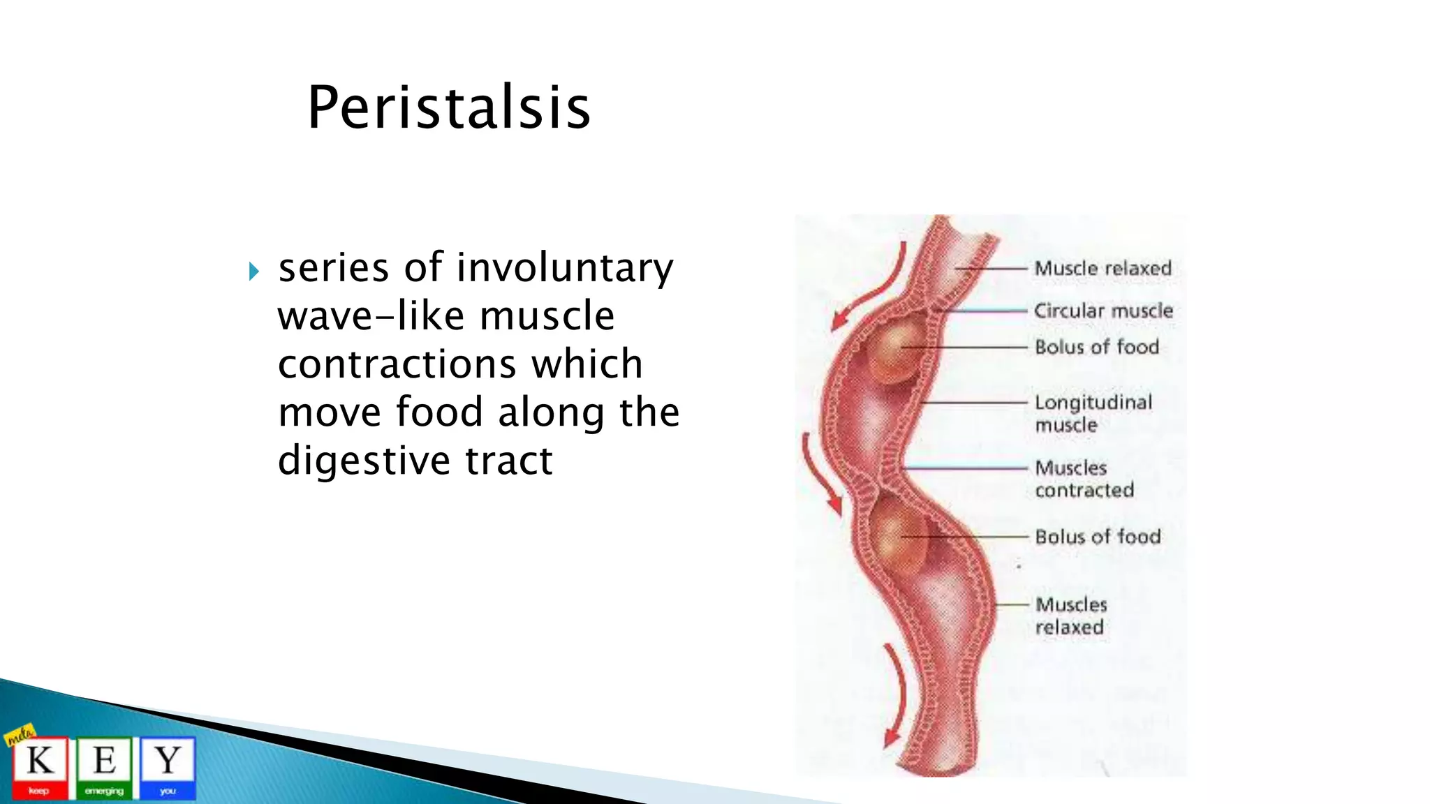  series of involuntary
wave-like muscle
contractions which
move food along the
digestive tract
Peristalsis
 