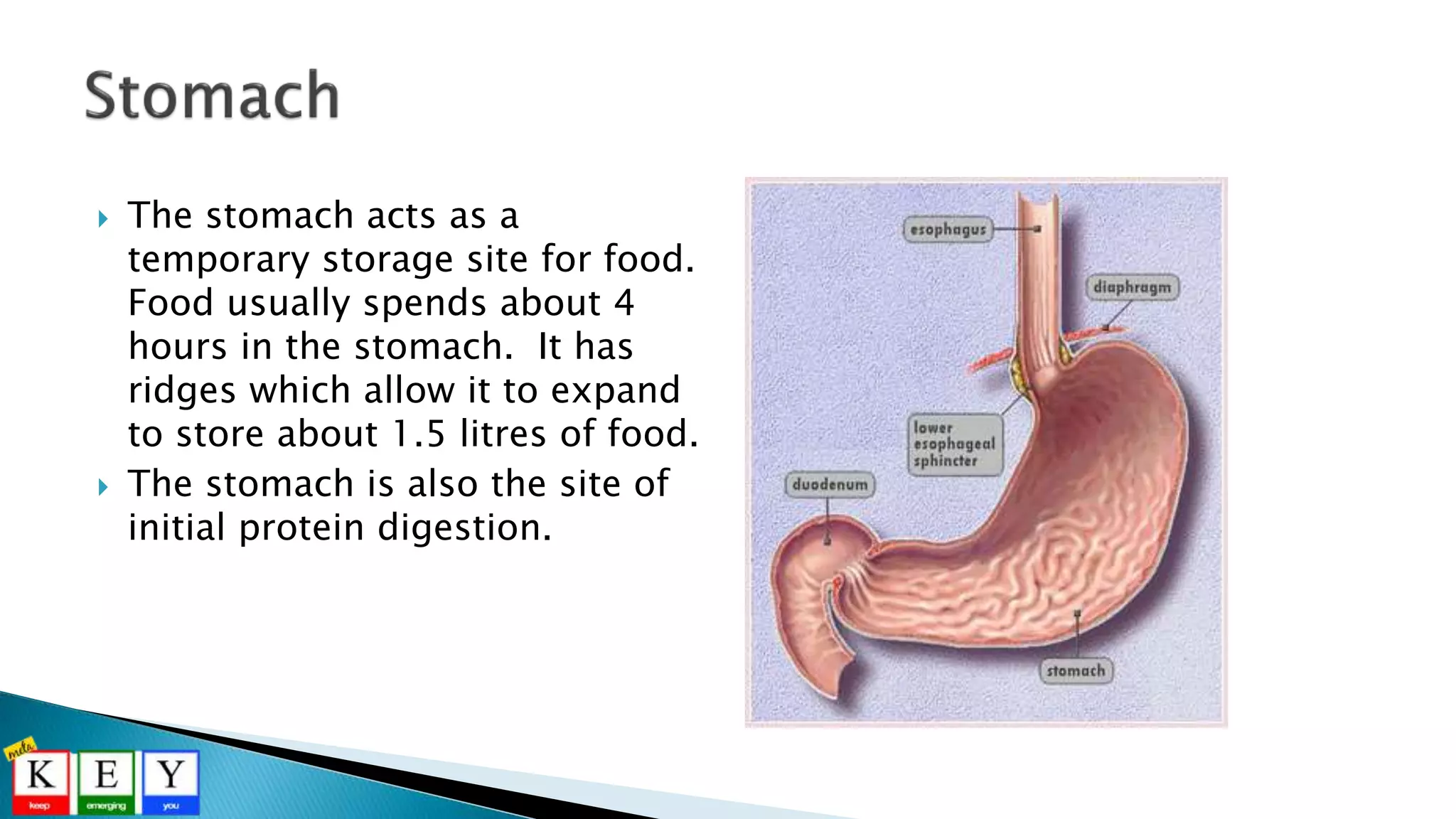  The stomach acts as a
temporary storage site for food.
Food usually spends about 4
hours in the stomach. It has
ridges which allow it to expand
to store about 1.5 litres of food.
 The stomach is also the site of
initial protein digestion.
 