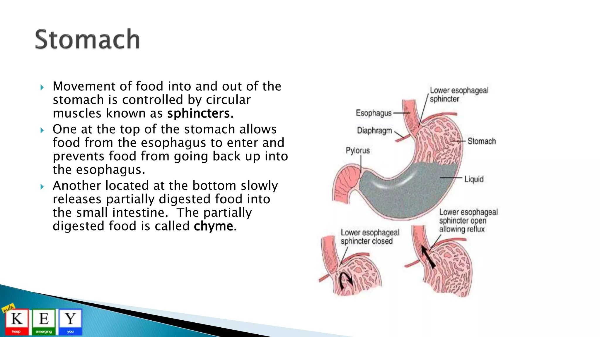  Movement of food into and out of the
stomach is controlled by circular
muscles known as sphincters.
 One at the top of the stomach allows
food from the esophagus to enter and
prevents food from going back up into
the esophagus.
 Another located at the bottom slowly
releases partially digested food into
the small intestine. The partially
digested food is called chyme.
 