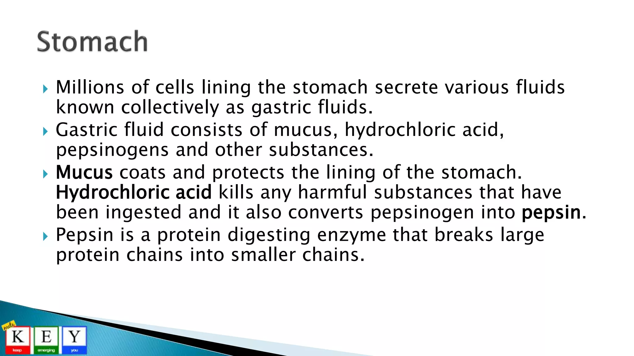 Millions of cells lining the stomach secrete various fluids
known collectively as gastric fluids.
 Gastric fluid consists of mucus, hydrochloric acid,
pepsinogens and other substances.
 Mucus coats and protects the lining of the stomach.
Hydrochloric acid kills any harmful substances that have
been ingested and it also converts pepsinogen into pepsin.
 Pepsin is a protein digesting enzyme that breaks large
protein chains into smaller chains.
 