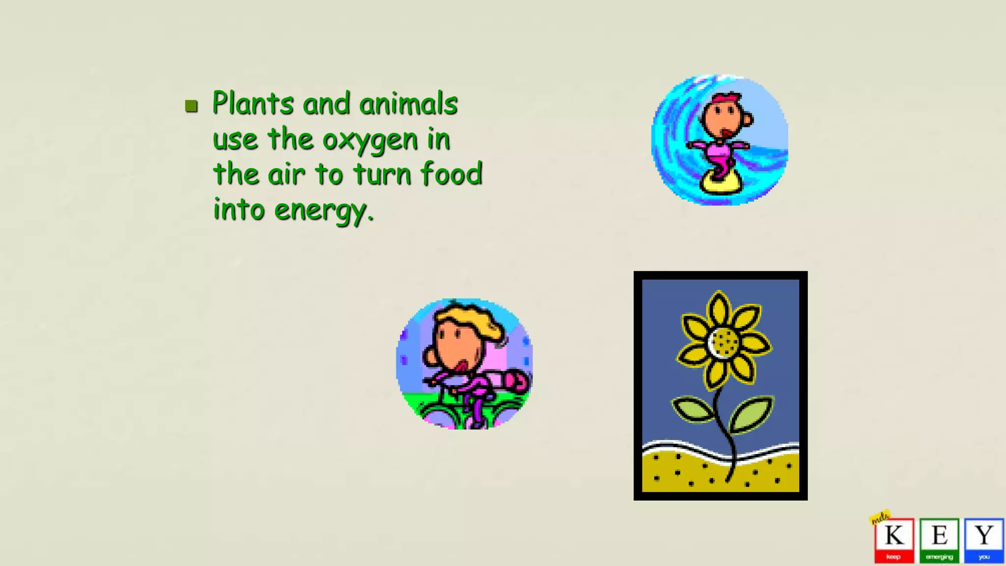  Plants and animals
use the oxygen in
the air to turn food
into energy.
 