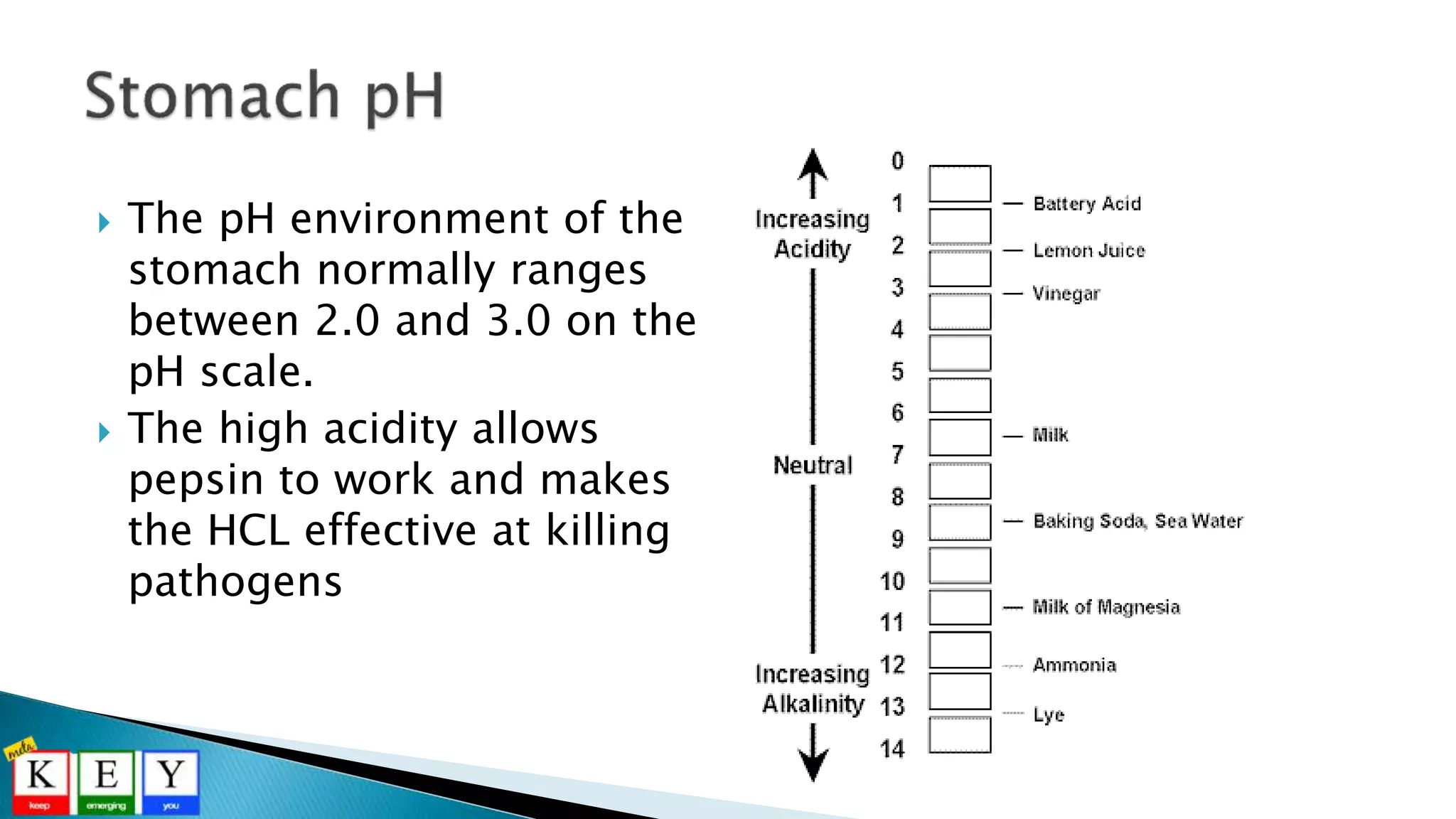  The pH environment of the
stomach normally ranges
between 2.0 and 3.0 on the
pH scale.
 The high acidity allows
pepsin to work and makes
the HCL effective at killing
pathogens
 
