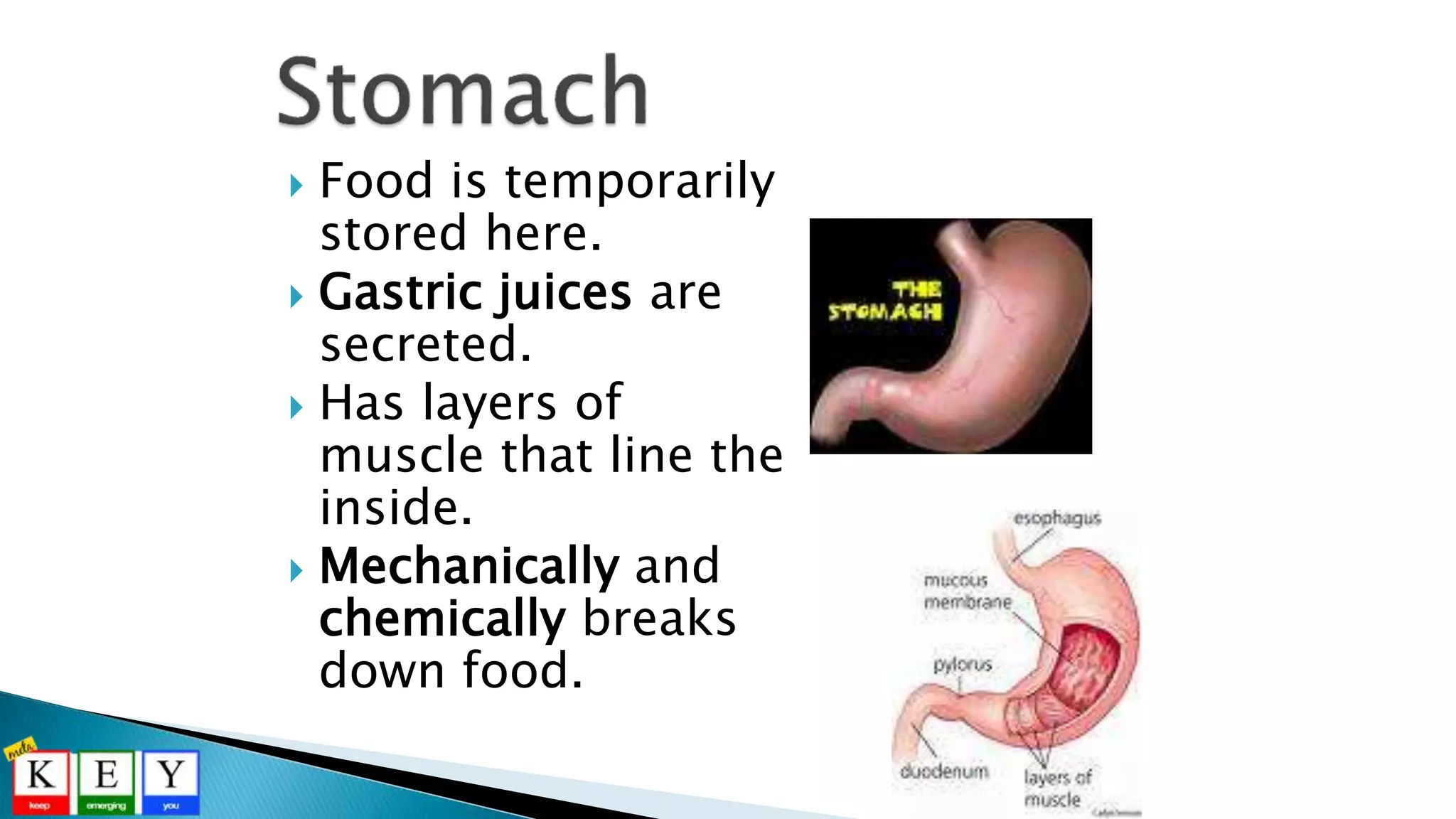  Food is temporarily
stored here.
 Gastric juices are
secreted.
 Has layers of
muscle that line the
inside.
 Mechanically and
chemically breaks
down food.
 