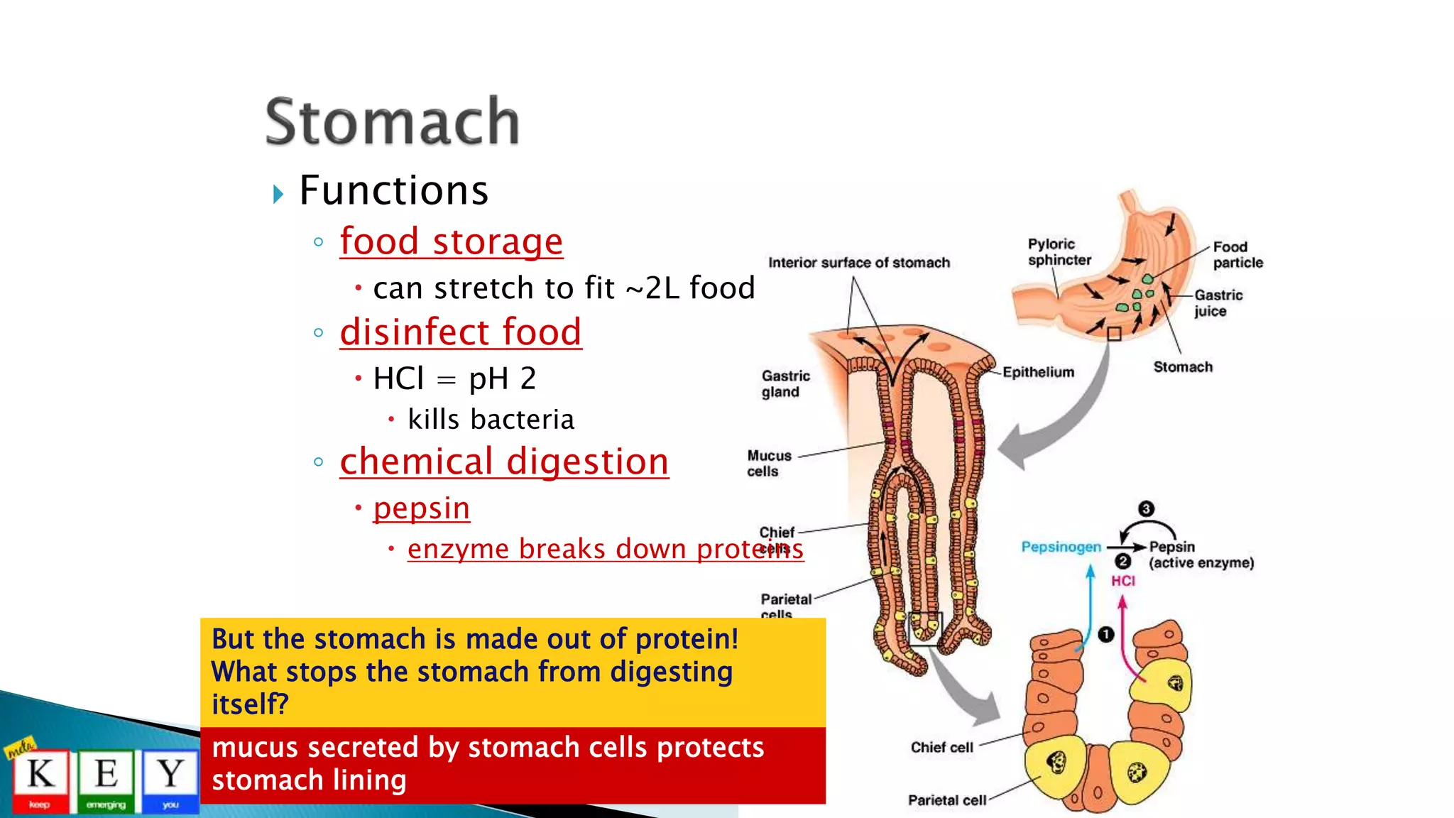  Functions
◦ food storage
 can stretch to fit ~2L food
◦ disinfect food
 HCl = pH 2
 kills bacteria
◦ chemical digestion
 pepsin
 enzyme breaks down proteins
But the stomach is made out of protein!
What stops the stomach from digesting
itself?
mucus secreted by stomach cells protects
stomach lining
 