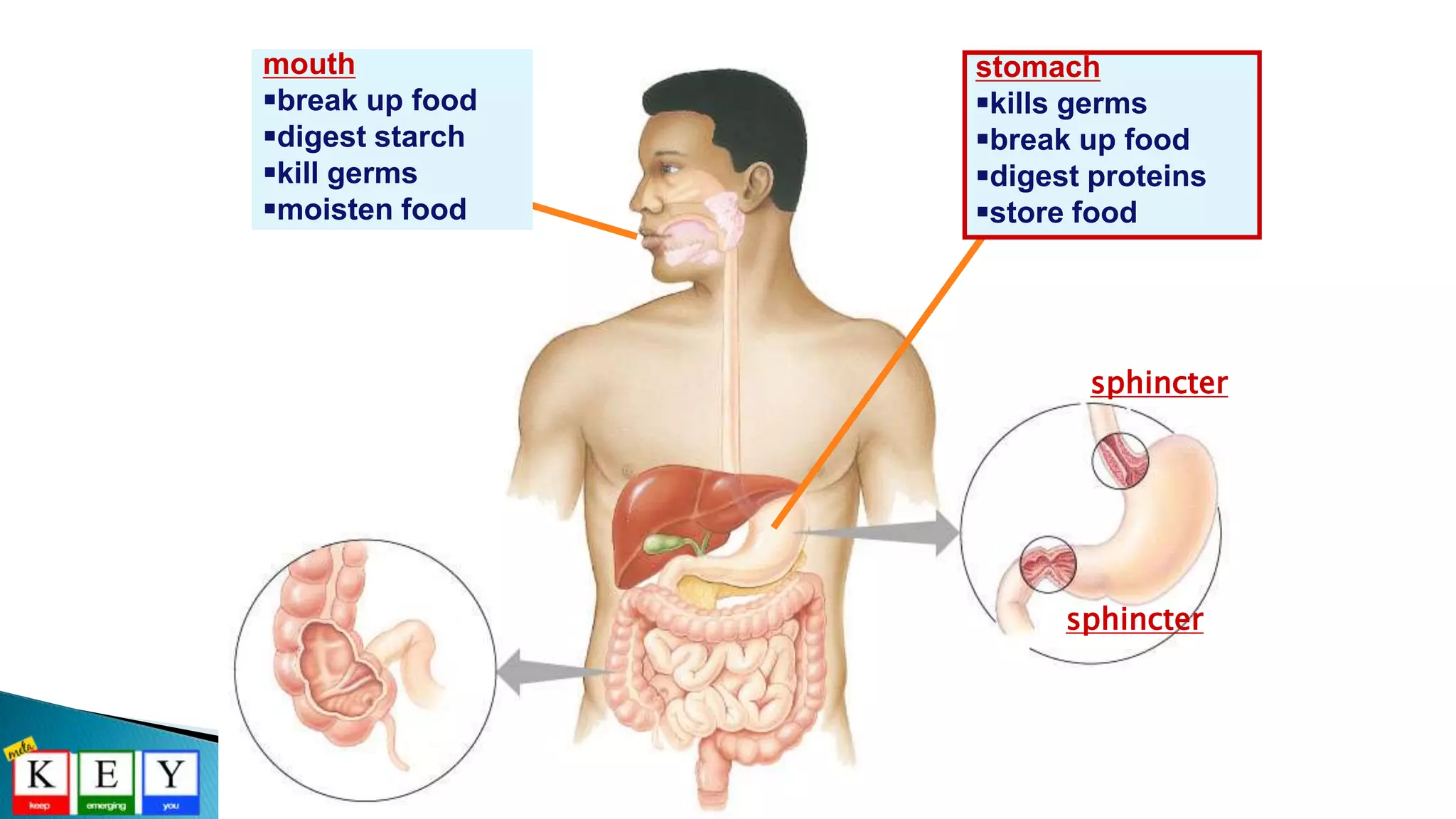 stomach
kills germs
break up food
digest proteins
store food
sphincter
sphincter
mouth
break up food
digest starch
kill germs
moisten food
 