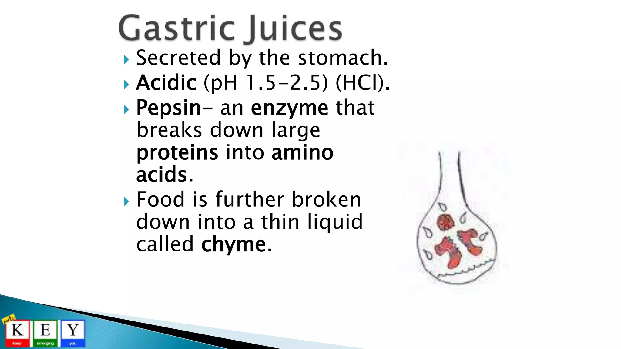  Secreted by the stomach.
 Acidic (pH 1.5-2.5) (HCl).
 Pepsin- an enzyme that
breaks down large
proteins into amino
acids.
 Food is further broken
down into a thin liquid
called chyme.
 