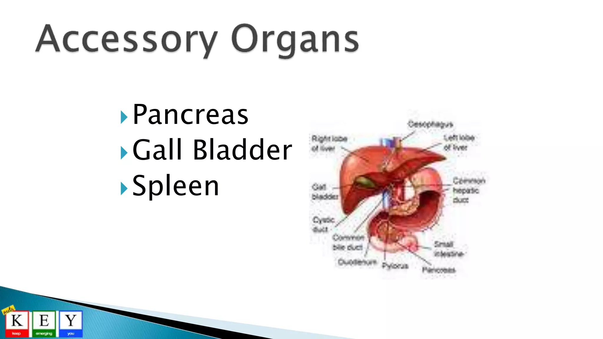 Pancreas
Gall Bladder
Spleen
 