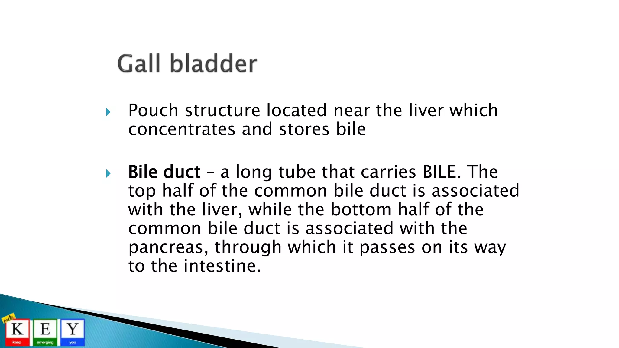  Pouch structure located near the liver which
concentrates and stores bile
 Bile duct – a long tube that carries BILE. The
top half of the common bile duct is associated
with the liver, while the bottom half of the
common bile duct is associated with the
pancreas, through which it passes on its way
to the intestine.
 