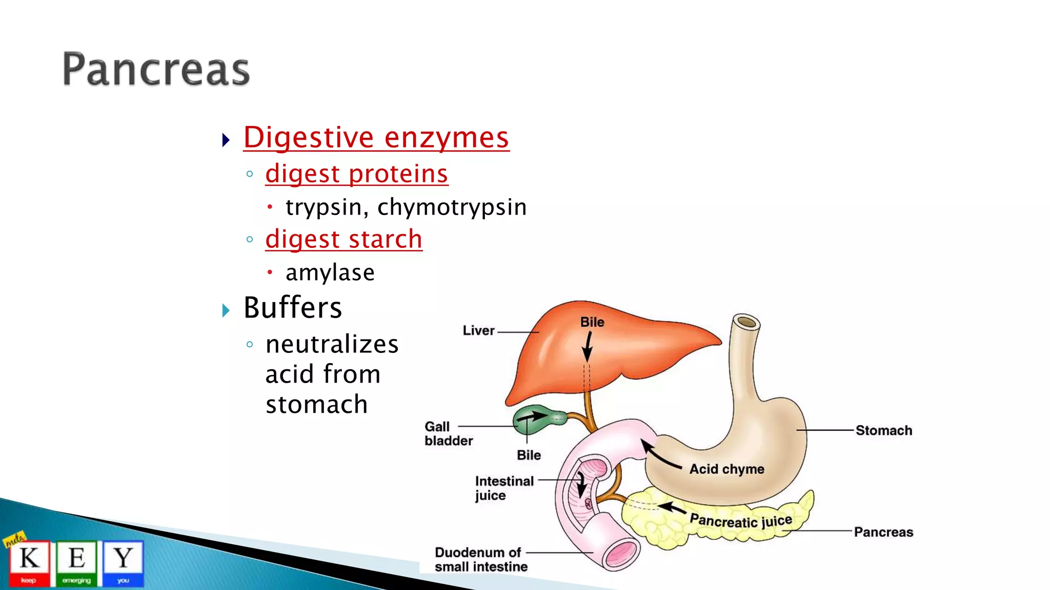  Digestive enzymes
◦ digest proteins
 trypsin, chymotrypsin
◦ digest starch
 amylase
 Buffers
◦ neutralizes
acid from
stomach
 