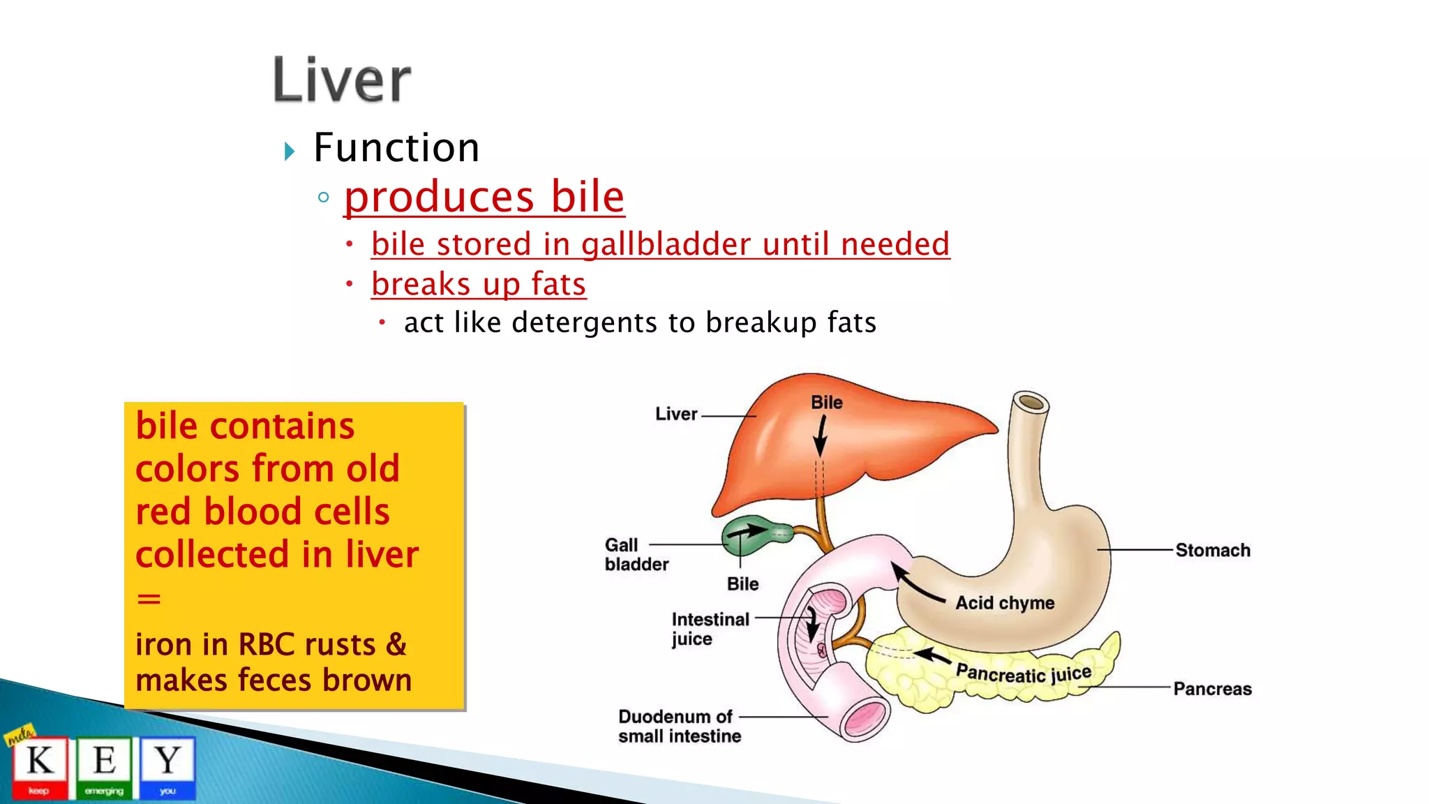  Function
◦ produces bile
 bile stored in gallbladder until needed
 breaks up fats
 act like detergents to breakup fats
bile contains
colors from old
red blood cells
collected in liver
=
iron in RBC rusts &
makes feces brown
 
