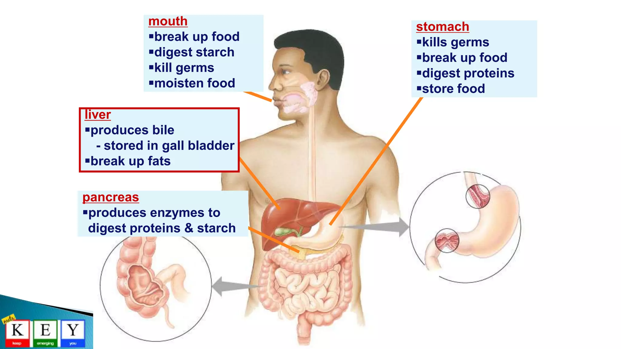 pancreas
produces enzymes to
digest proteins & starch
stomach
kills germs
break up food
digest proteins
store food
mouth
break up food
digest starch
kill germs
moisten food
liver
produces bile
- stored in gall bladder
break up fats
 